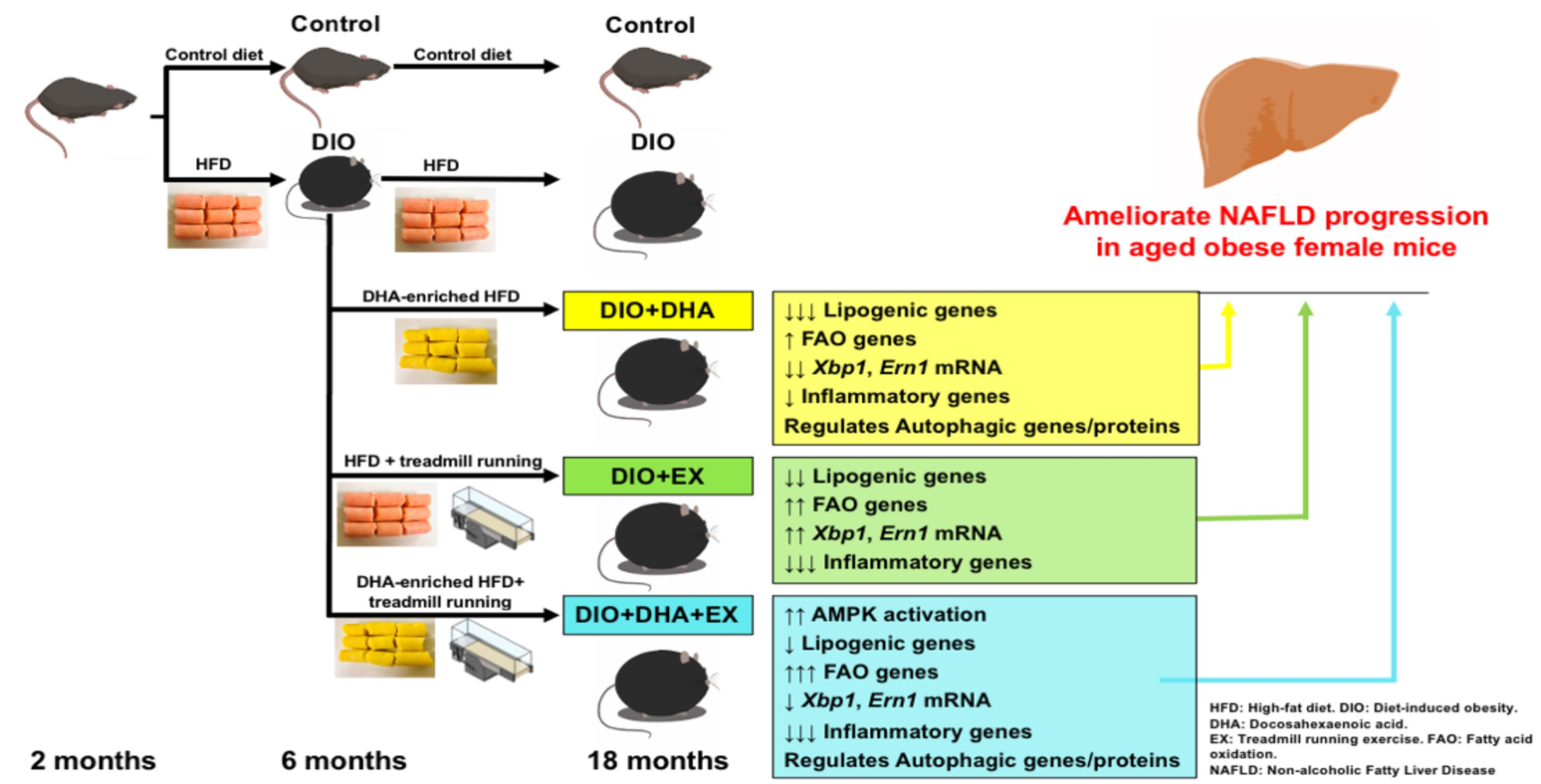 Nutrients Free Full Text Effects Of Long Term Dha Supplementation And Physical Exercise On Non Alcoholic Fatty Liver Development In Obese Aged Female Mice Html Nutrients Free Full Text Effects Of Long Term Dha Supplementation And Physical Exercise On Non Alcoholic Fatty Liver Development In Obese Aged Female Mice Html