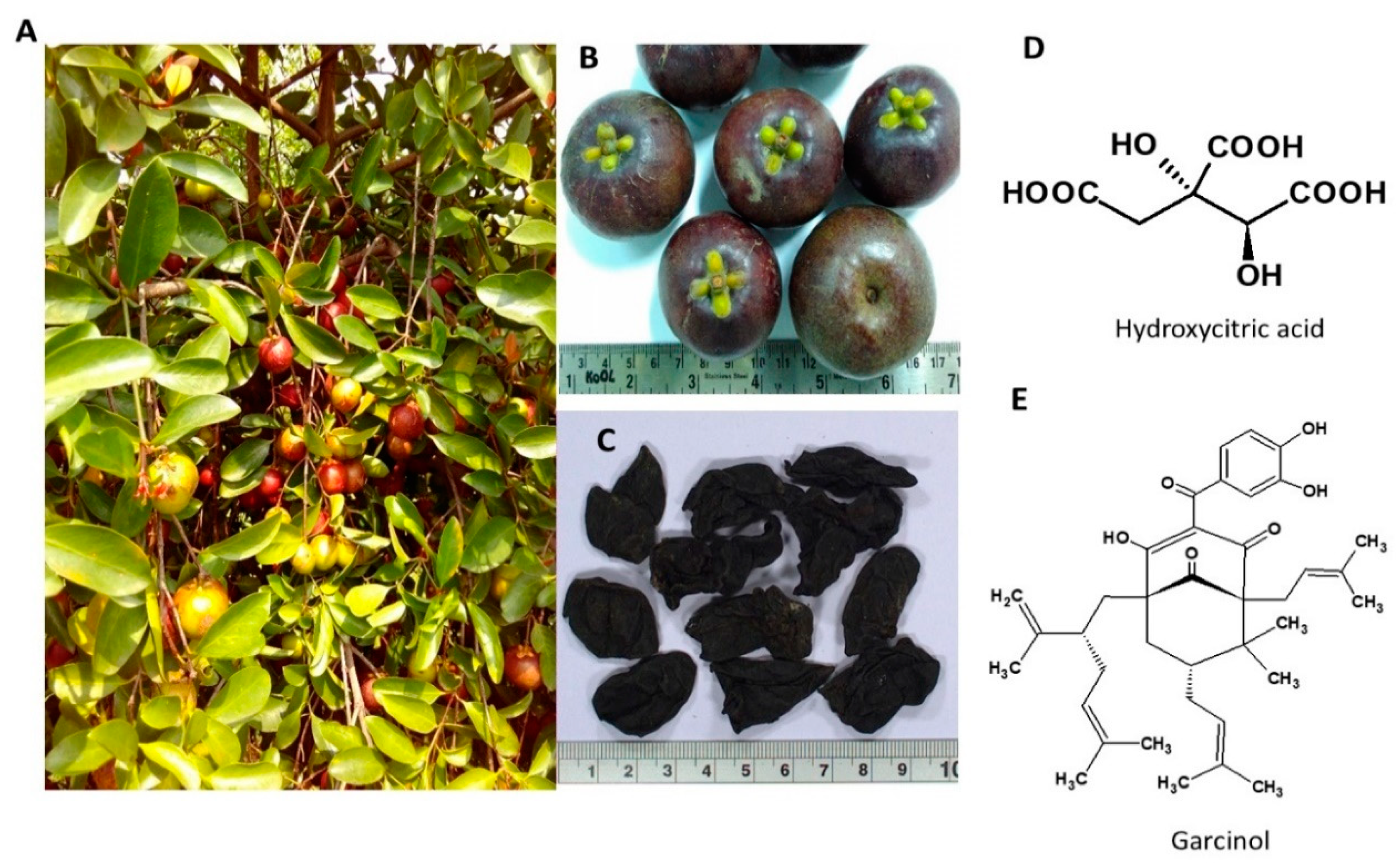 Nutrients 13 00510 g004
