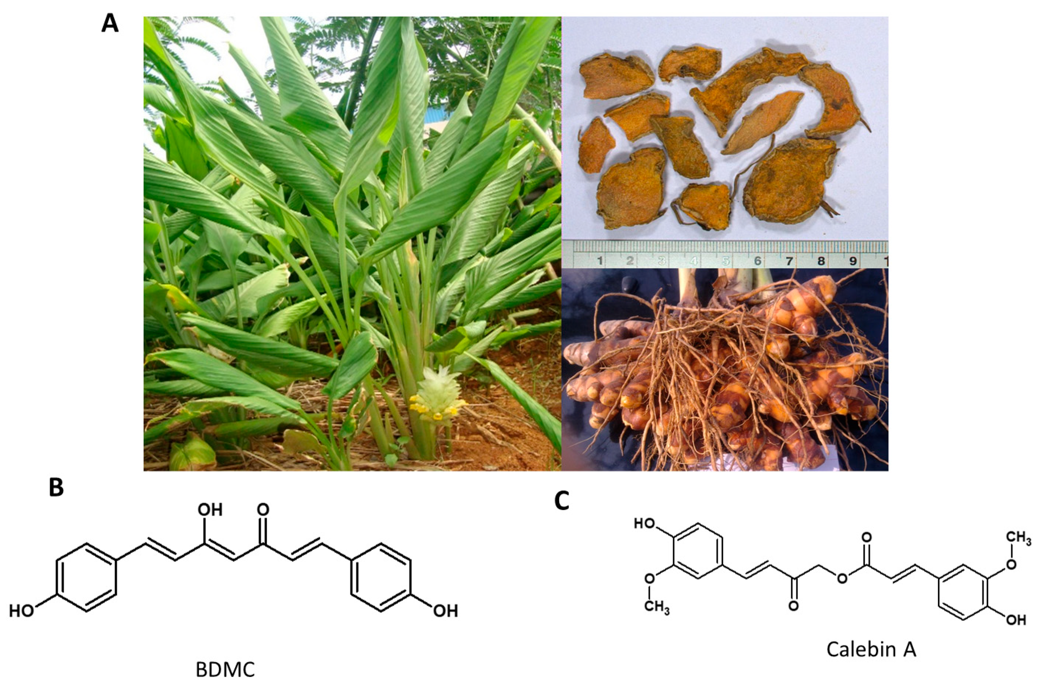Nutrients 13 00510 g006