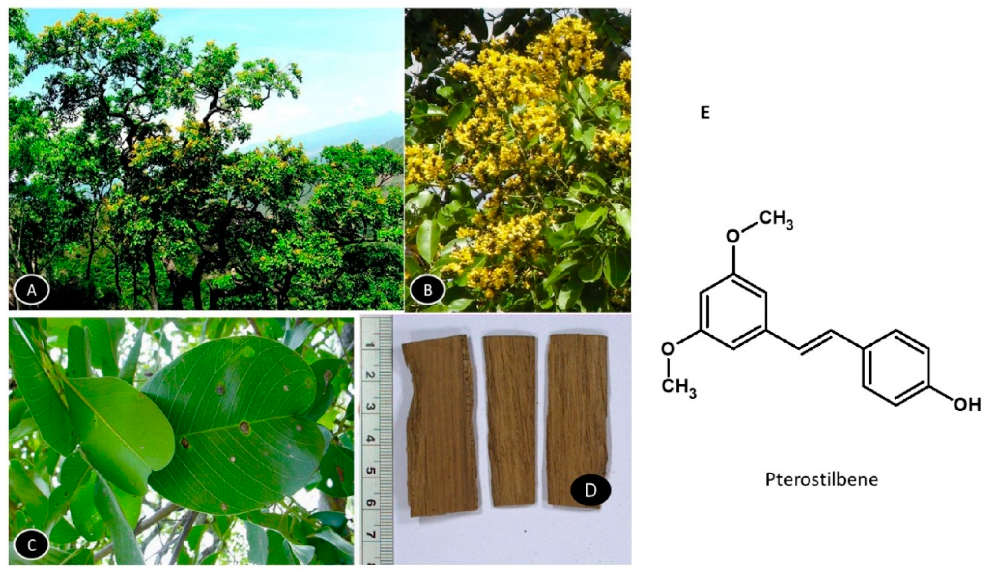 Nutrients 13 00510 g008
