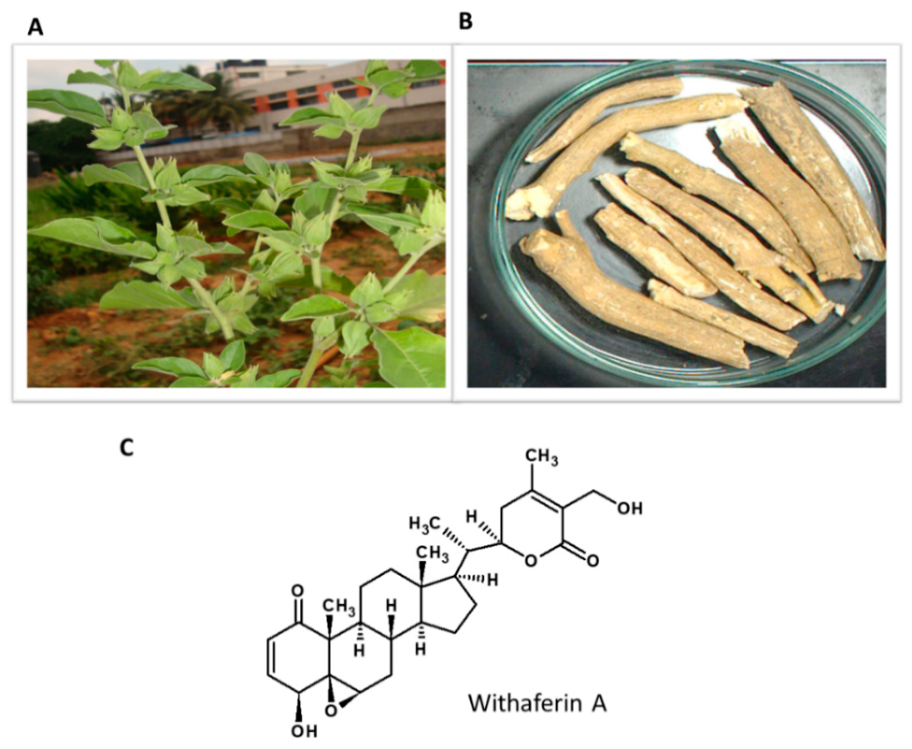 Nutrients 13 00510 g009