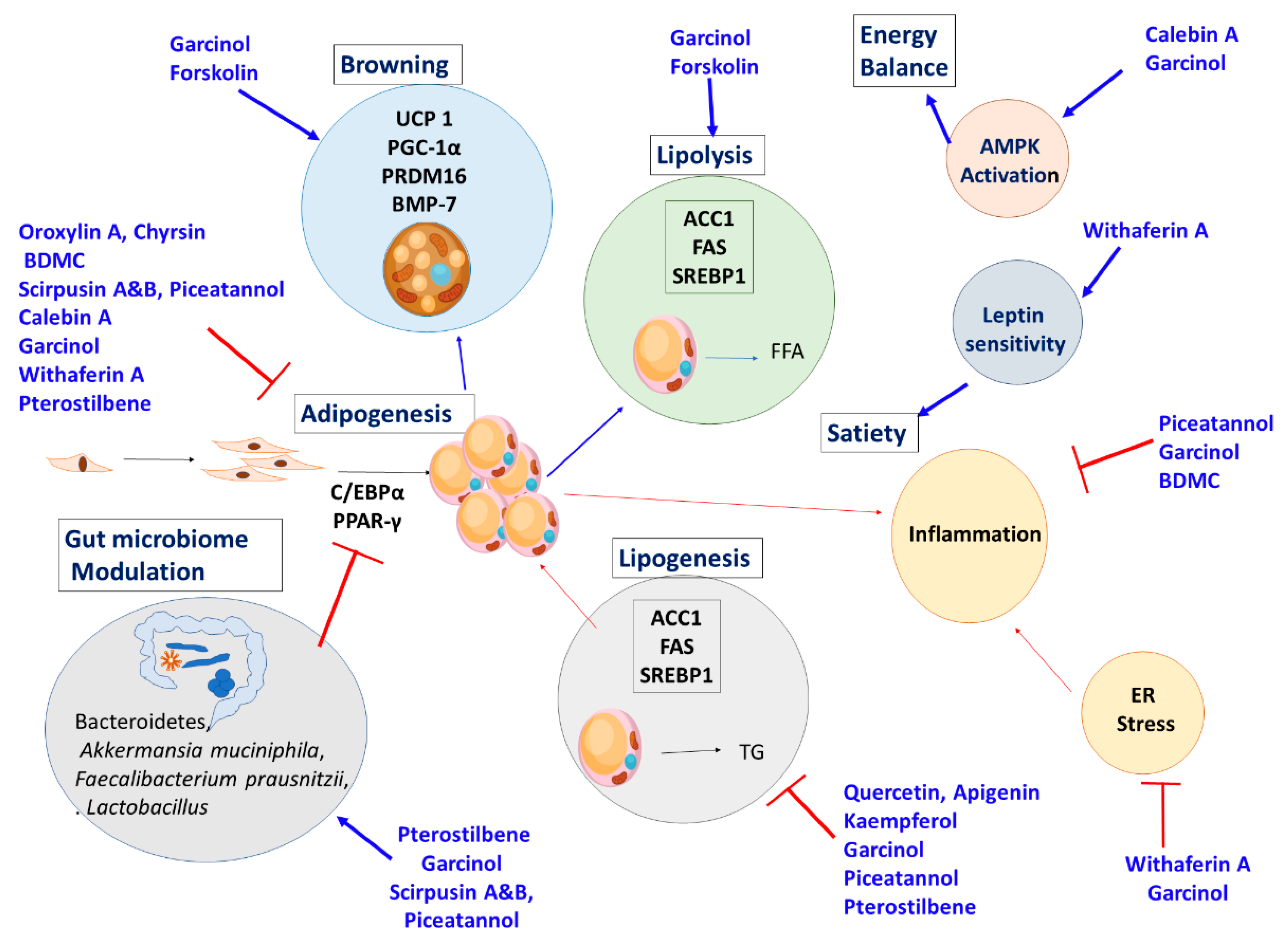 Nutrients 13 00510 g010
