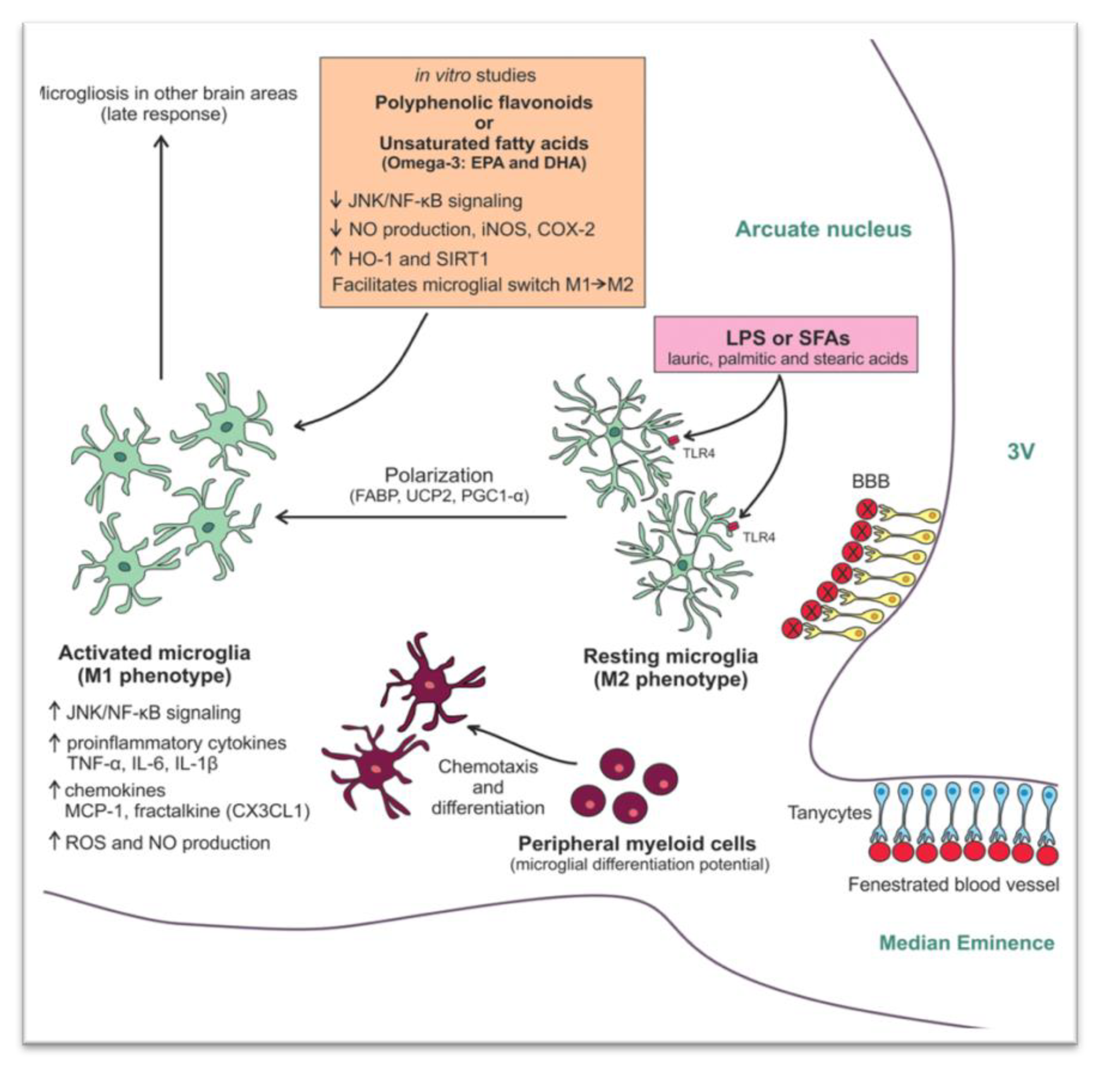 Nutrients 13 00520 g002