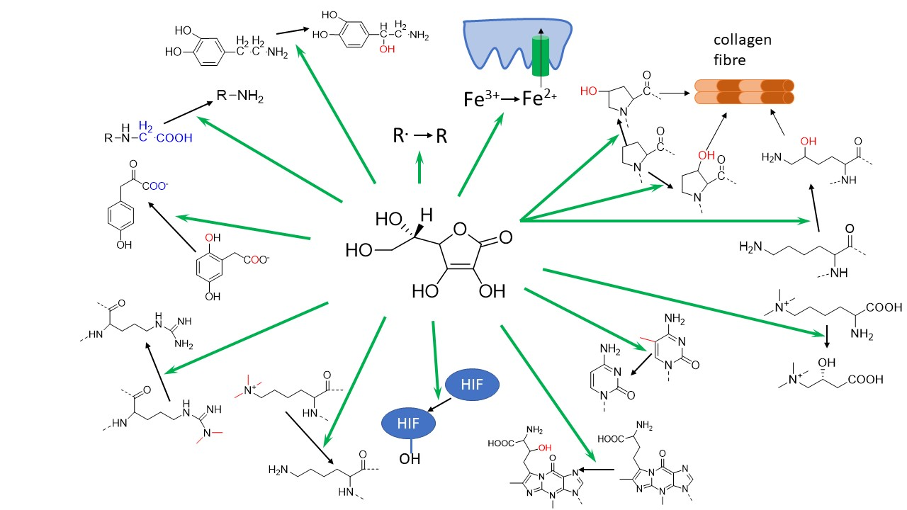 Nutrients Free FullText Vitamin C—Sources, Physiological Role