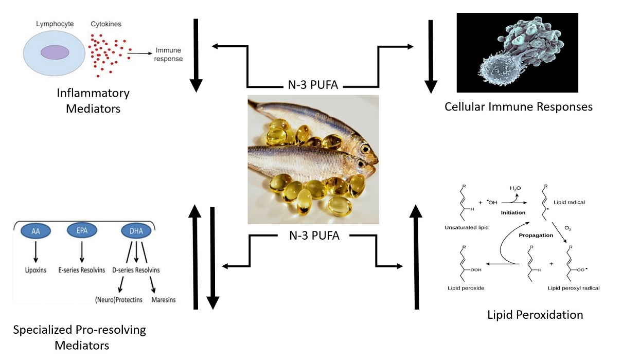 Nutrients Free FullText Narrative Review of n3 Polyunsaturated