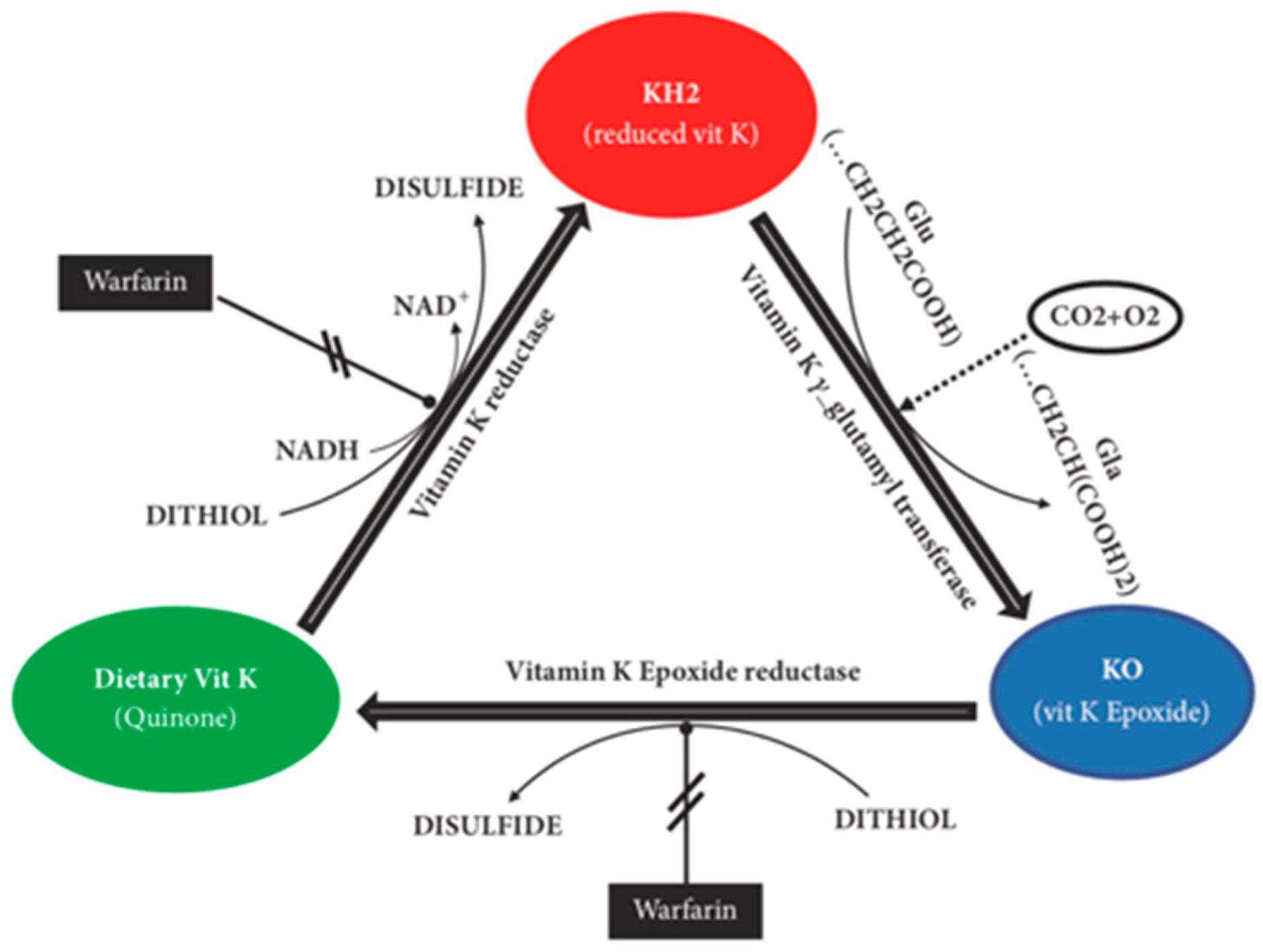 Nutrients 13 00691 g002