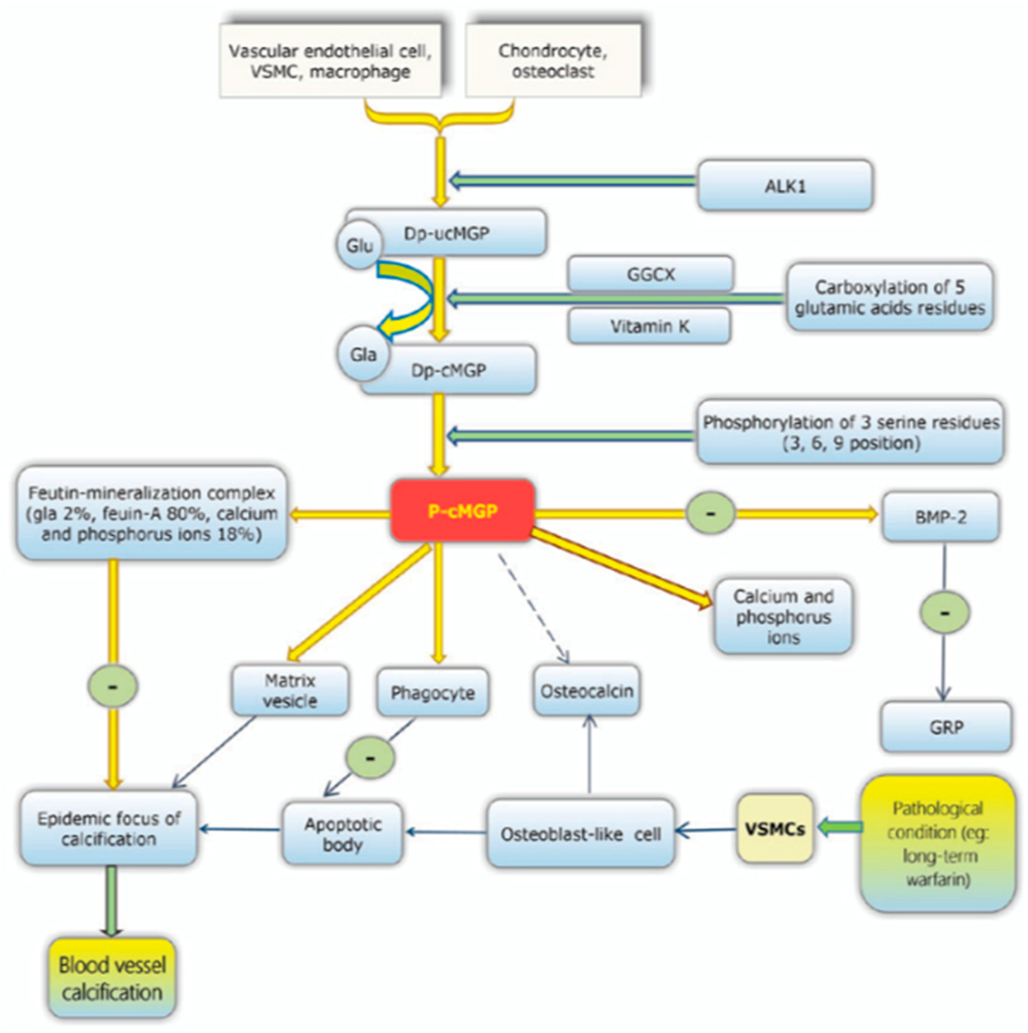 Nutrients 13 00691 g003