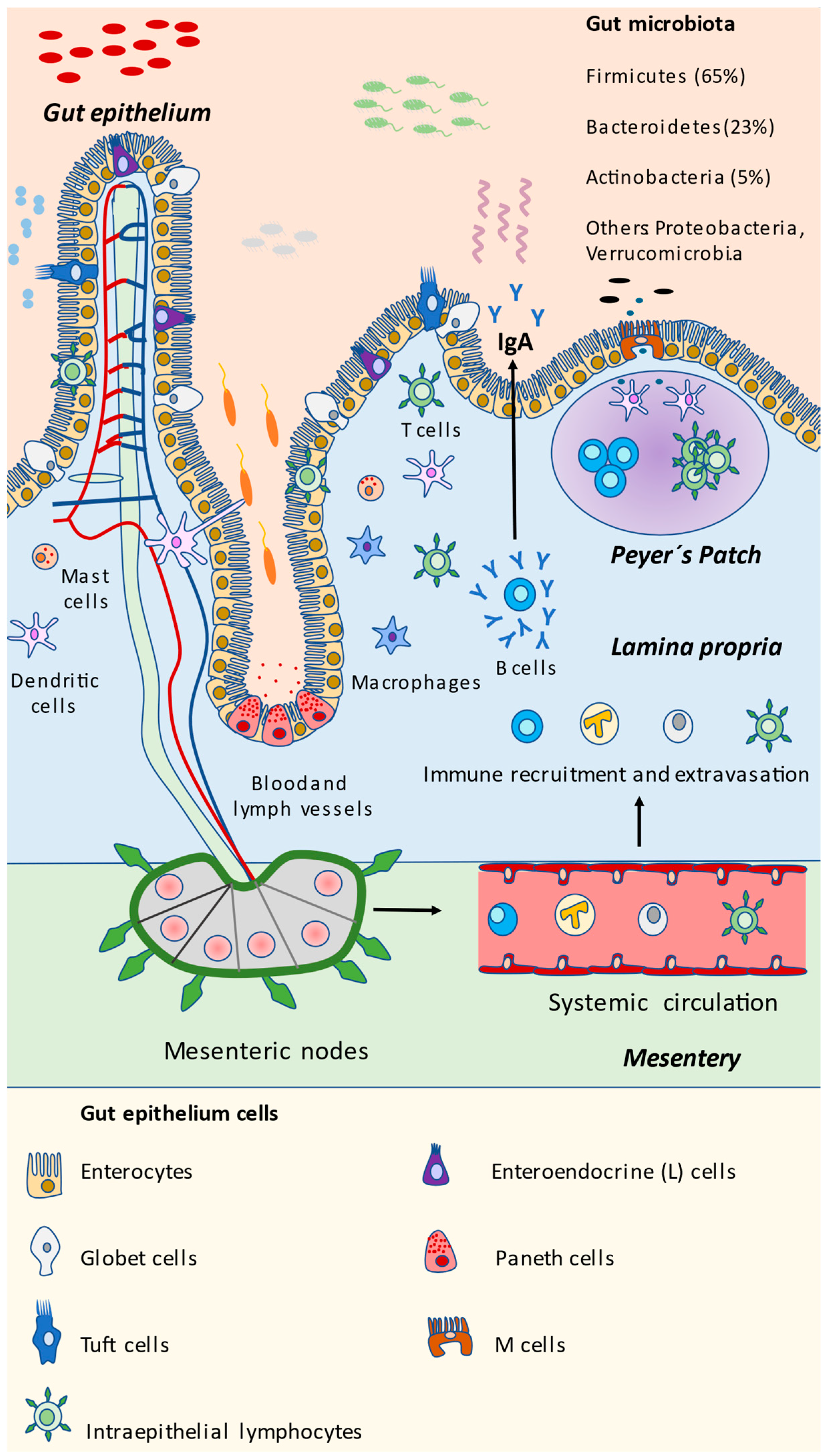 spille klaver Grusom Bliv såret Nutrients | Free Full-Text | Nutritional Components in Western Diet Versus  Mediterranean Diet at the Gut Microbiota–Immune System Interplay.  Implications for Health and Disease | HTML