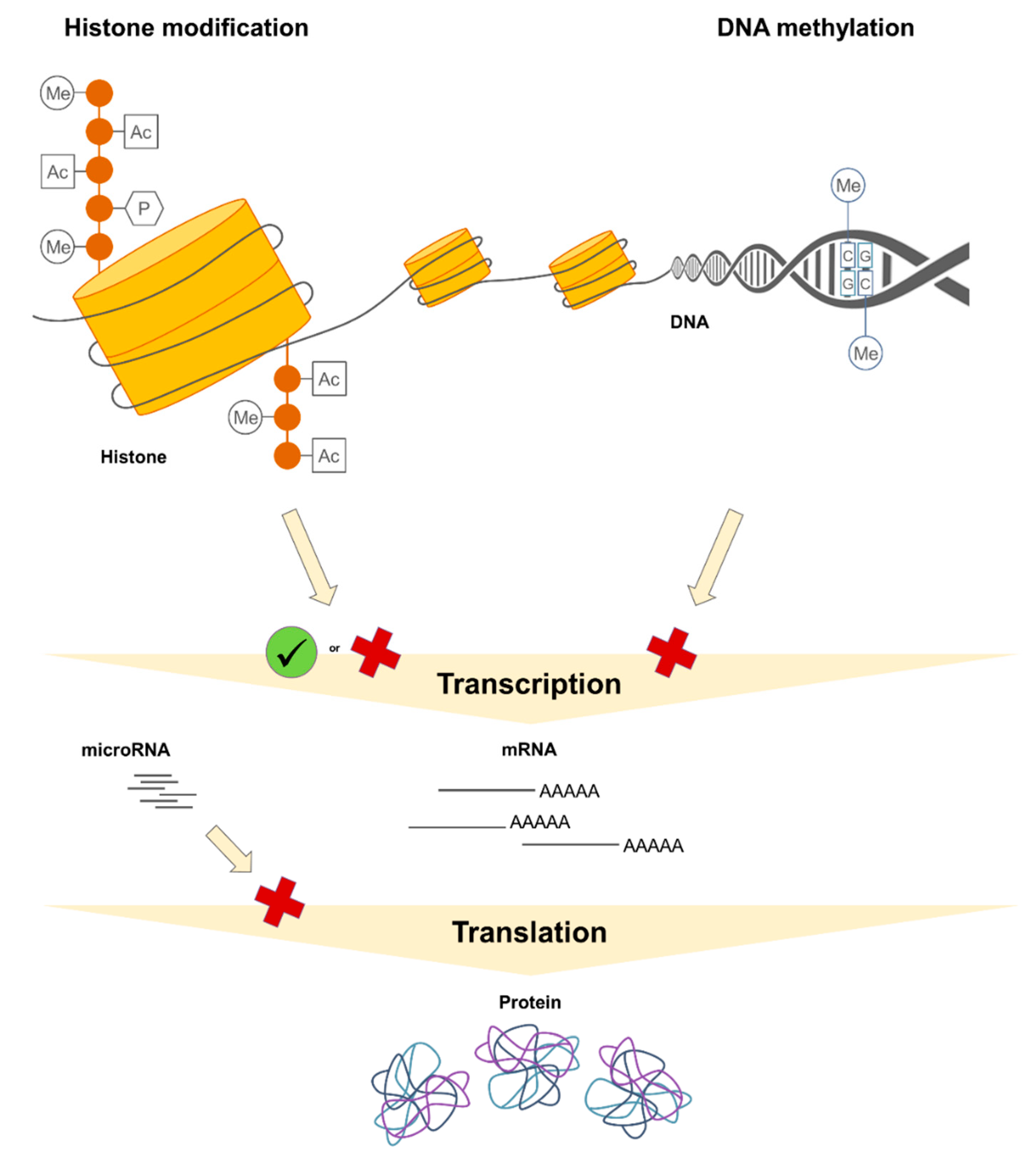 Nutrients Free Full Text Perinatal And Early Life Nutrition Epigenetics And Allergy Html