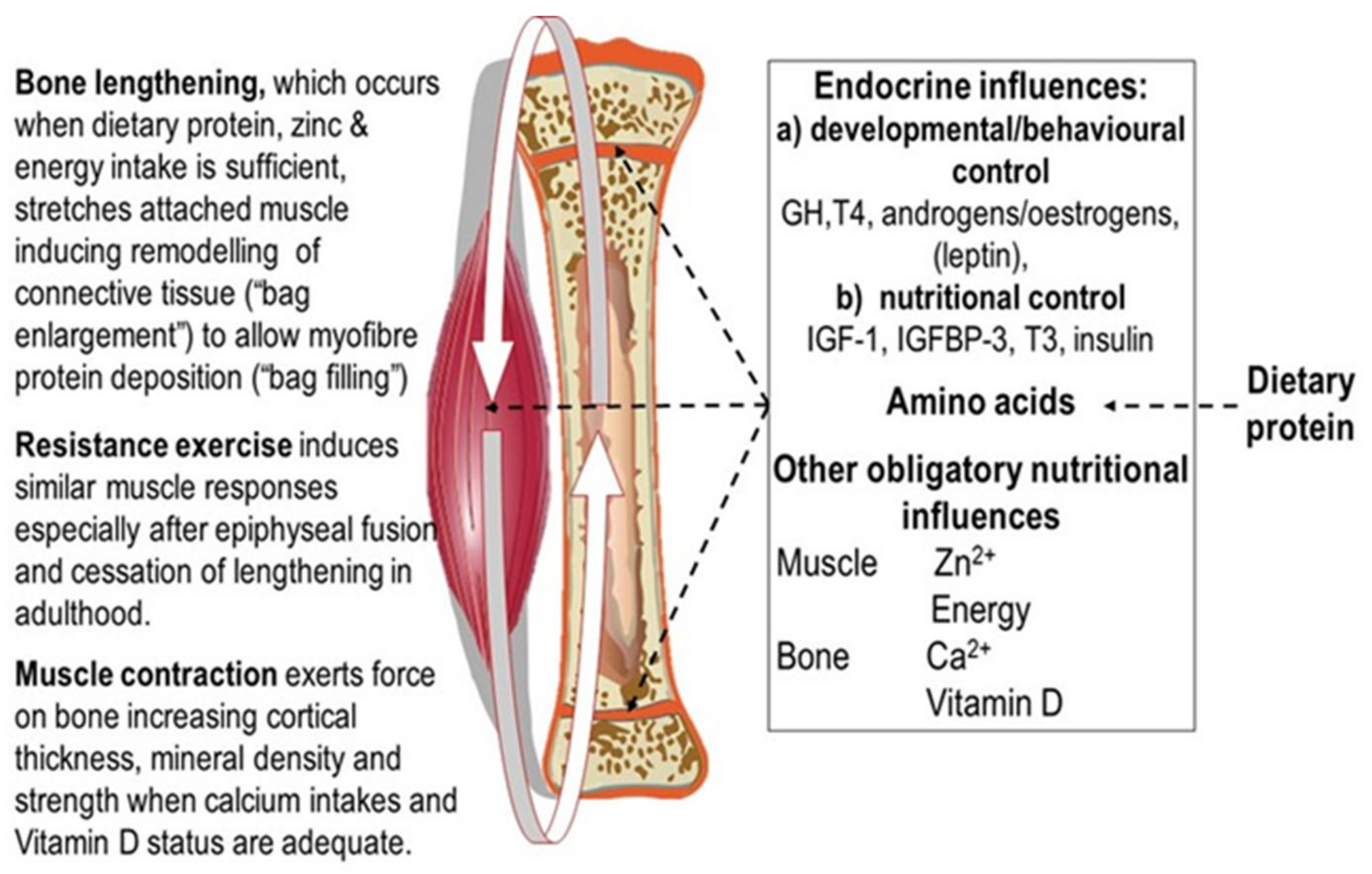 https://www.mdpi.com/nutrients/nutrients-13-00729/article_deploy/html/images/nutrients-13-00729-g001.png