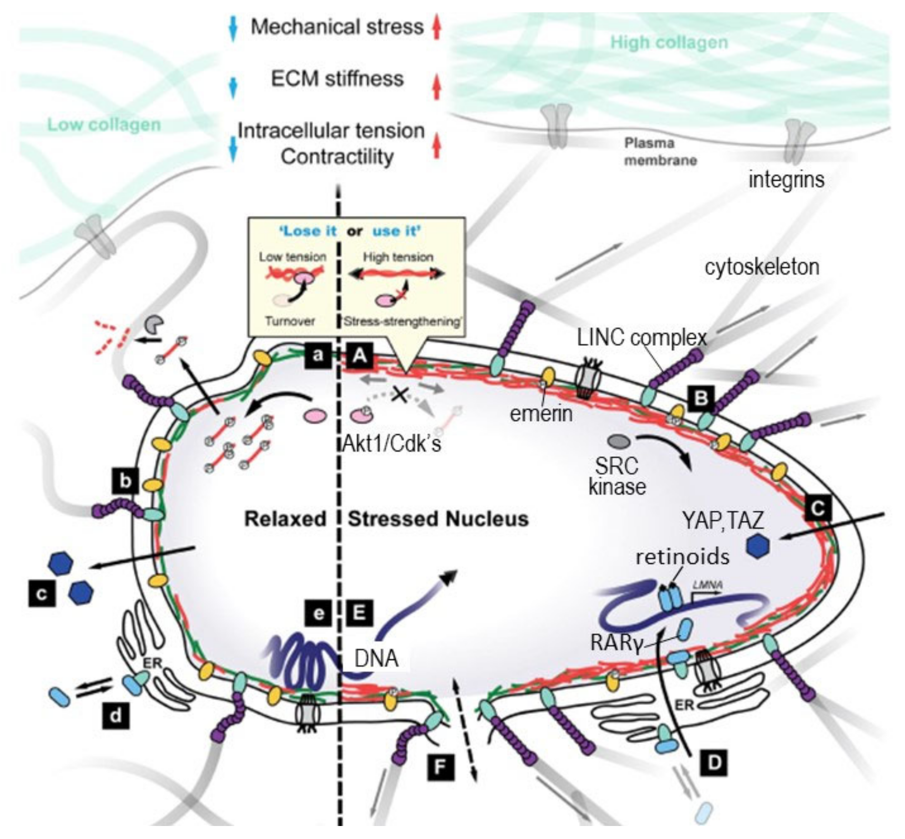 Nutrients 13 00729 g009