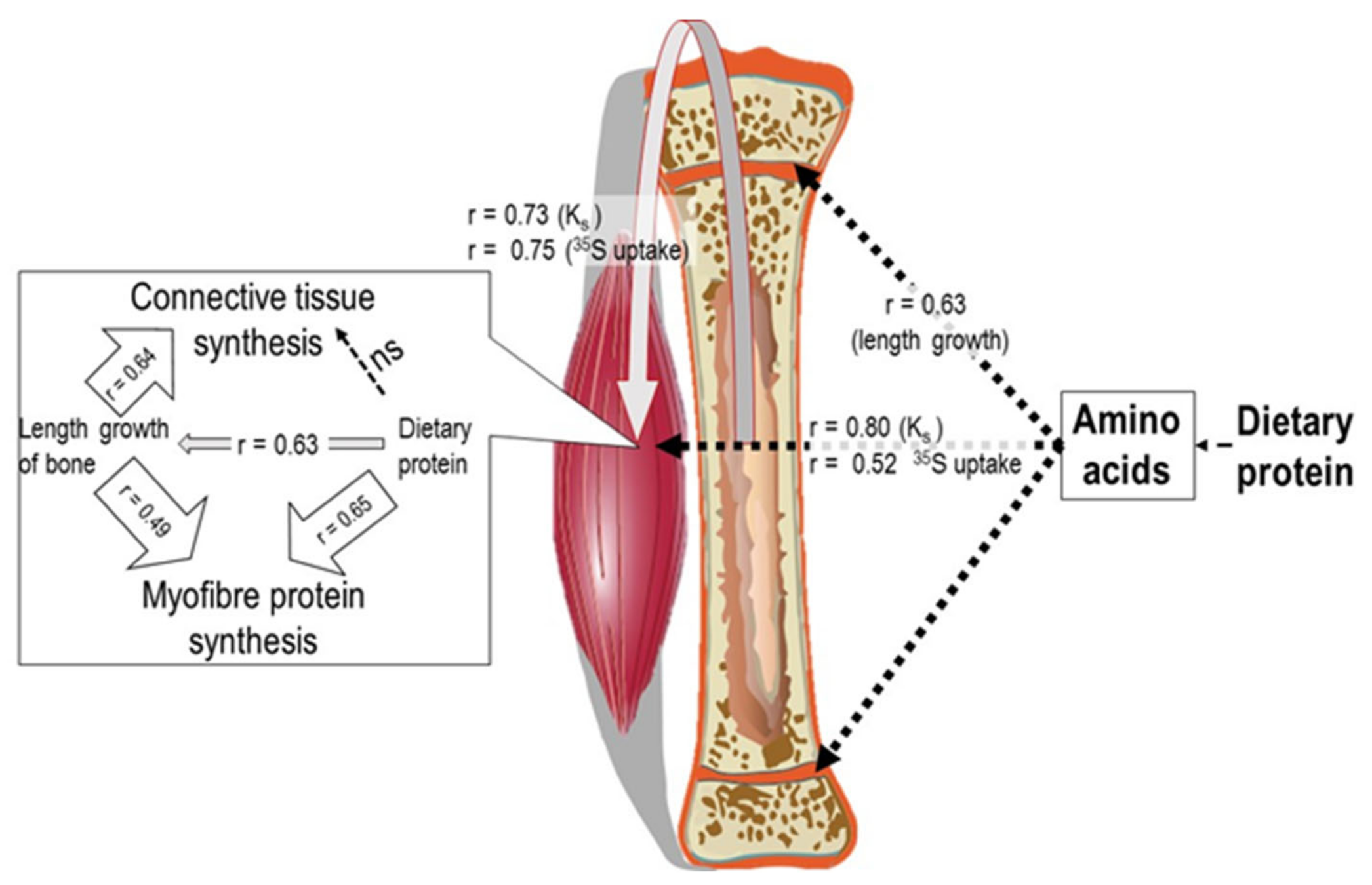 Is Muscle Protein Synthesis the Same as Muscle Growth?