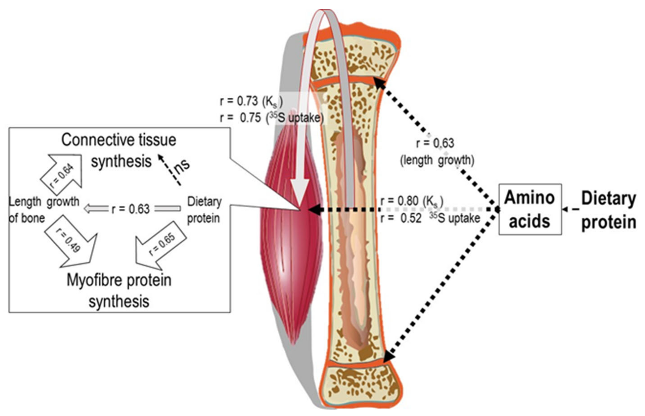 Protein Powder For Bone Growth Encycloall