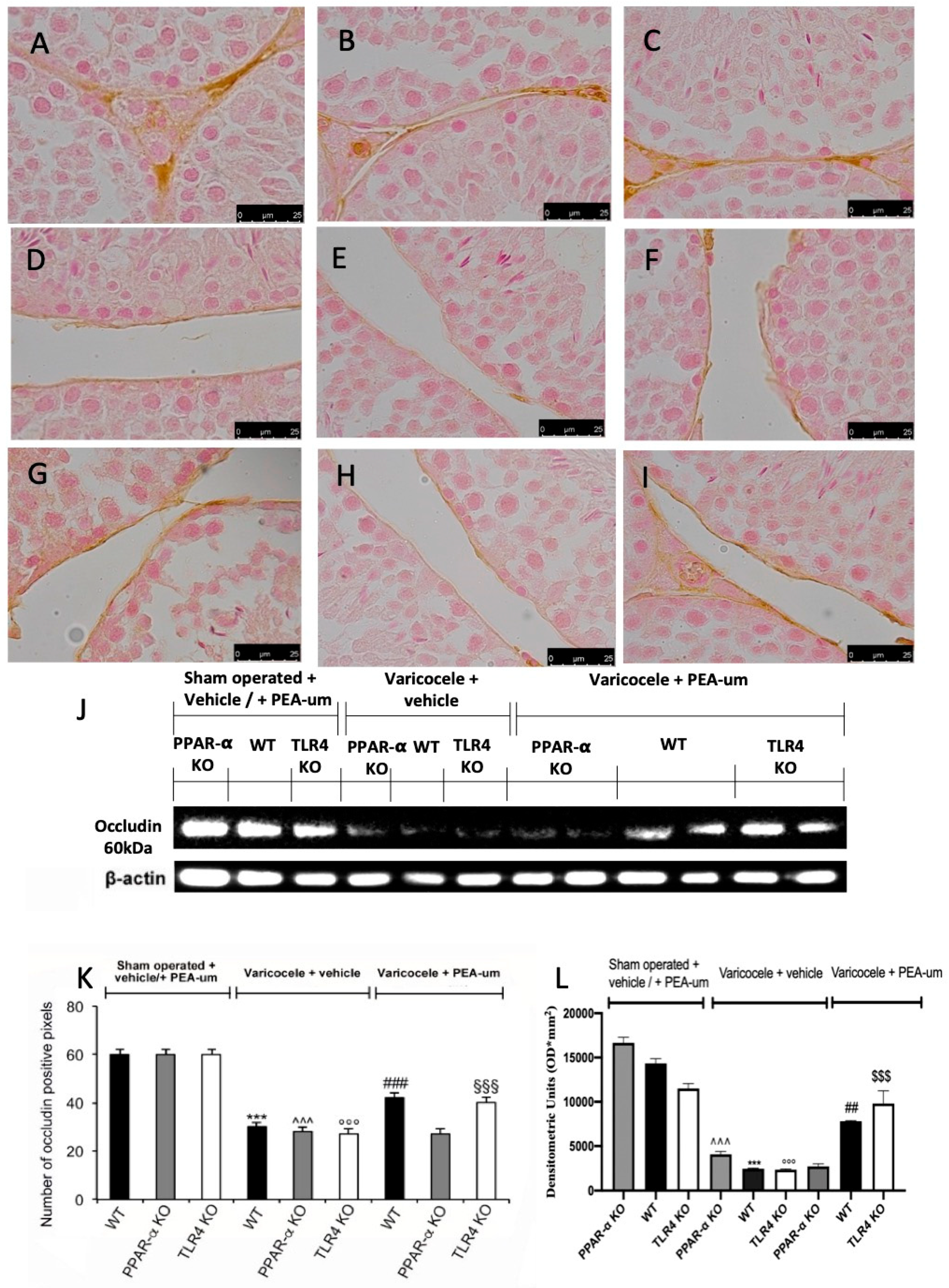 Nutrients 13 00734 g005