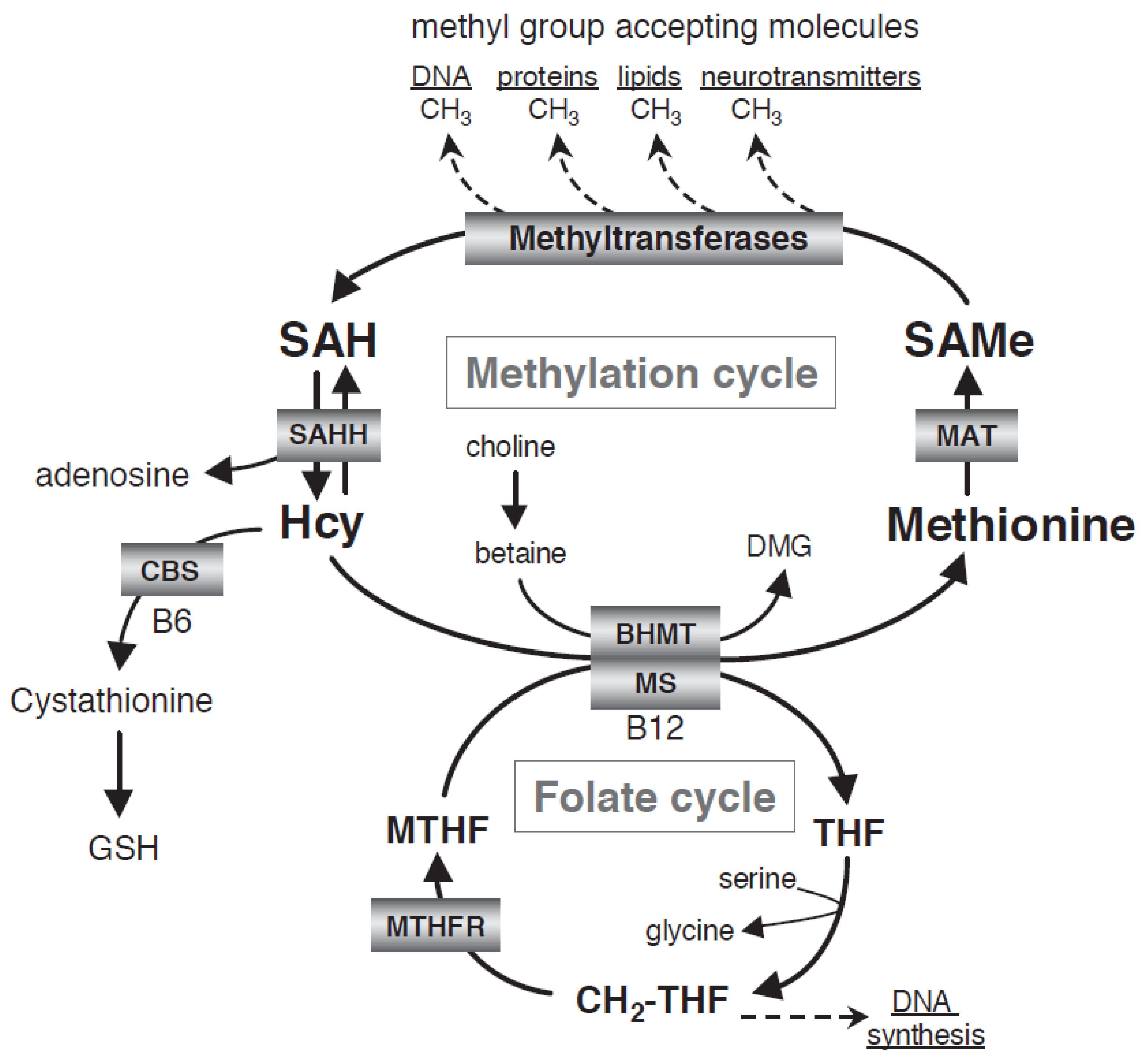 Nutrients 13 00767 g001