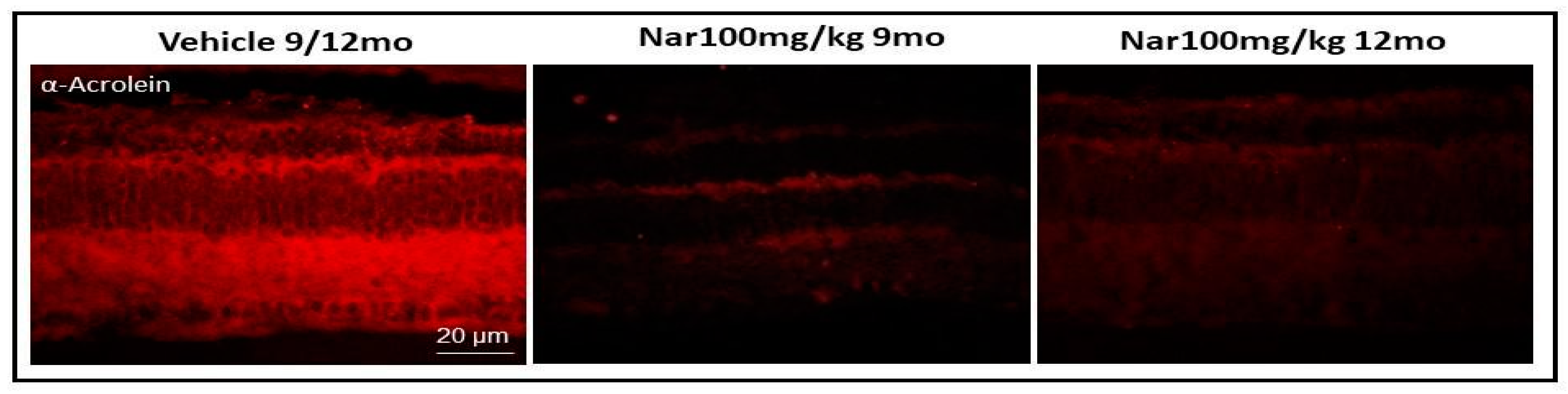 Nutrients 13 00770 g009 Nutrients 13 00770 g009