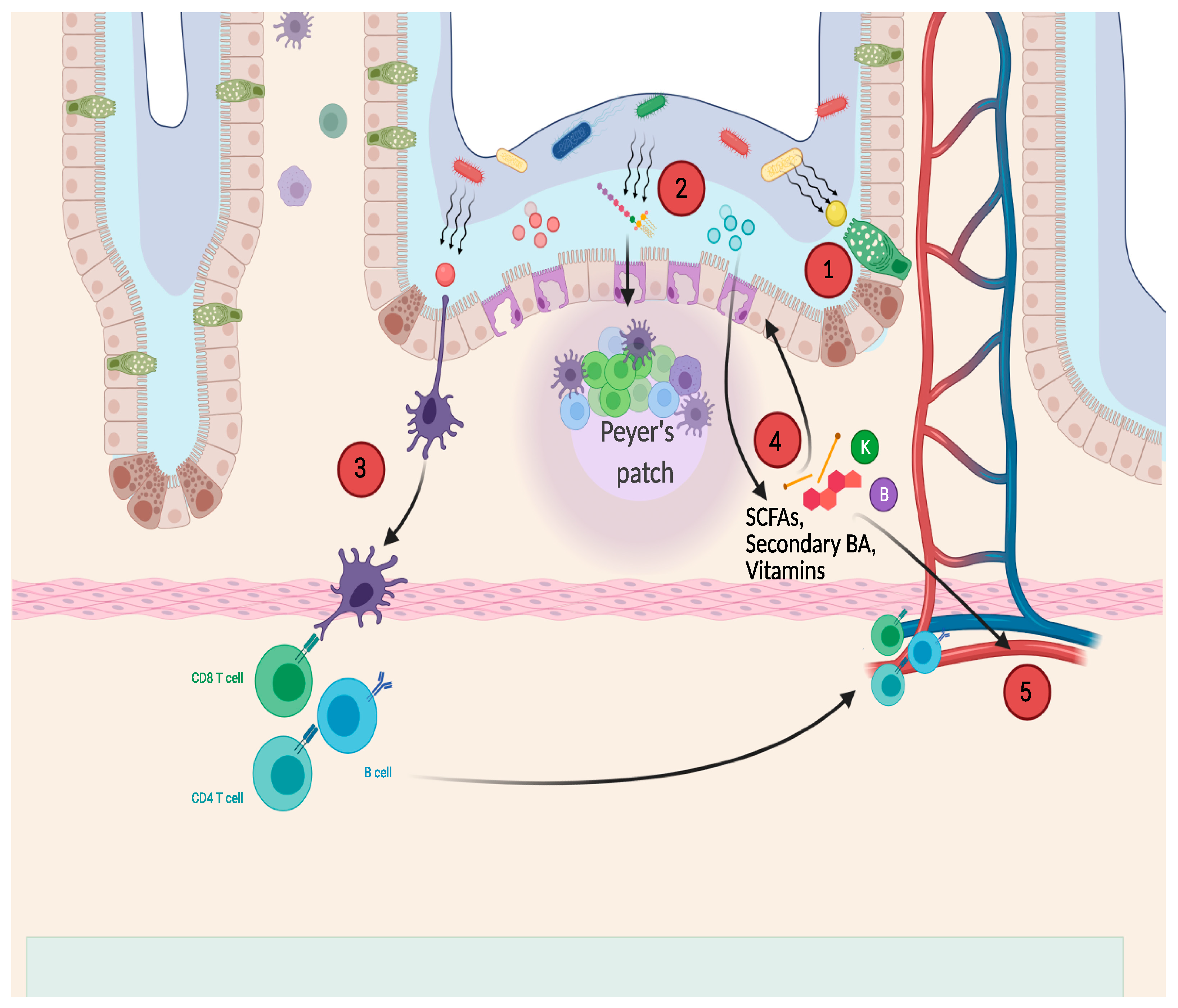 Nutrients 13 00781 g001 Nutrients 13 00781 g001