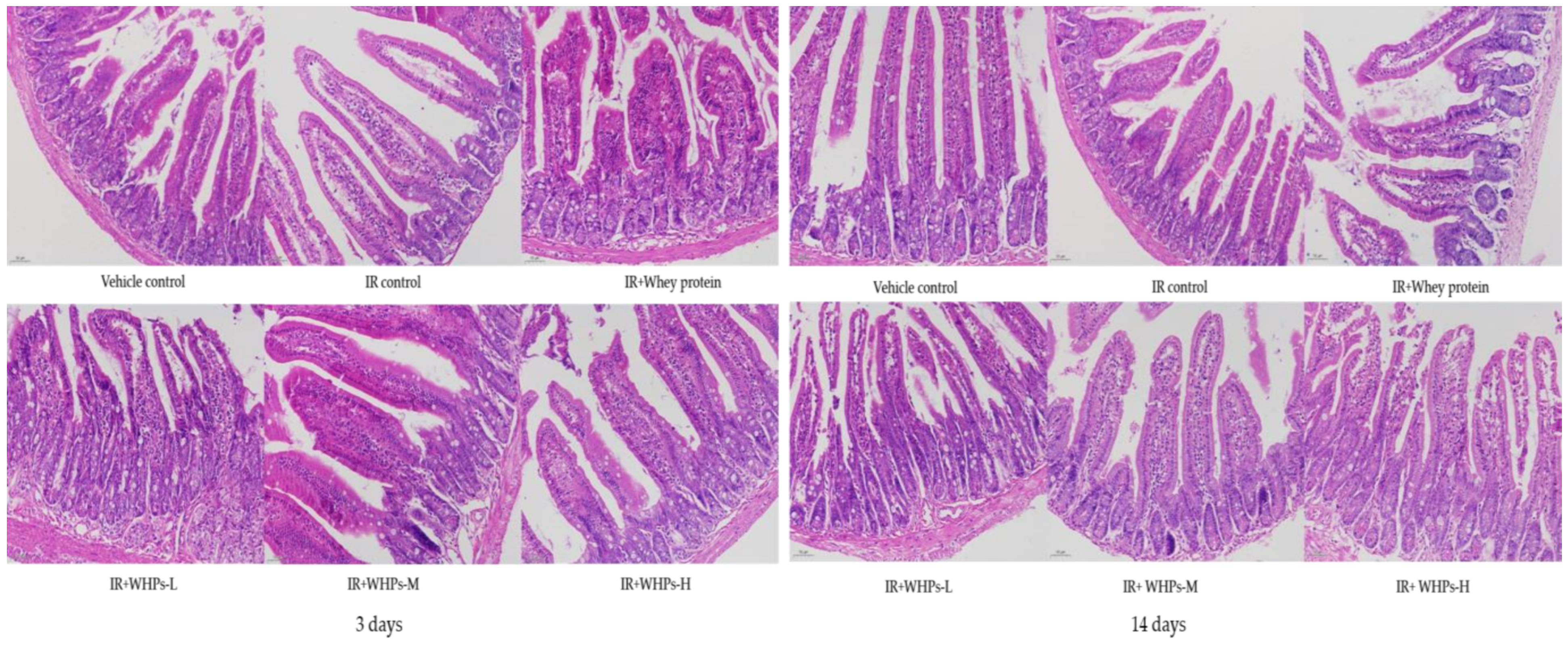 Nutrients 13 00816 g006 Nutrients 13 00816 g006