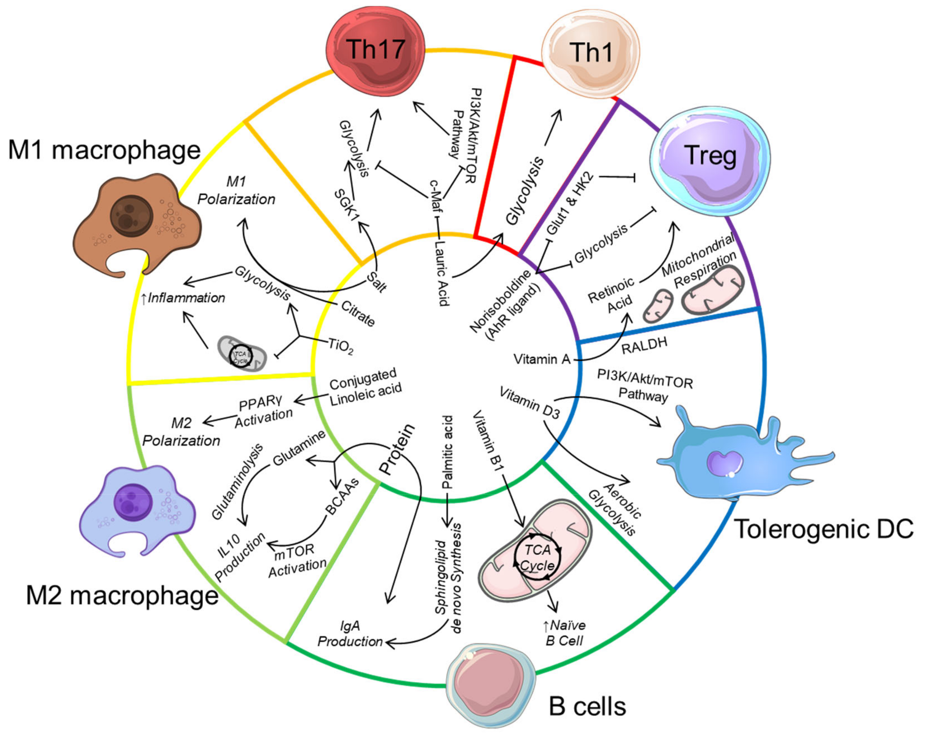 Nutrients 13 00823 g001