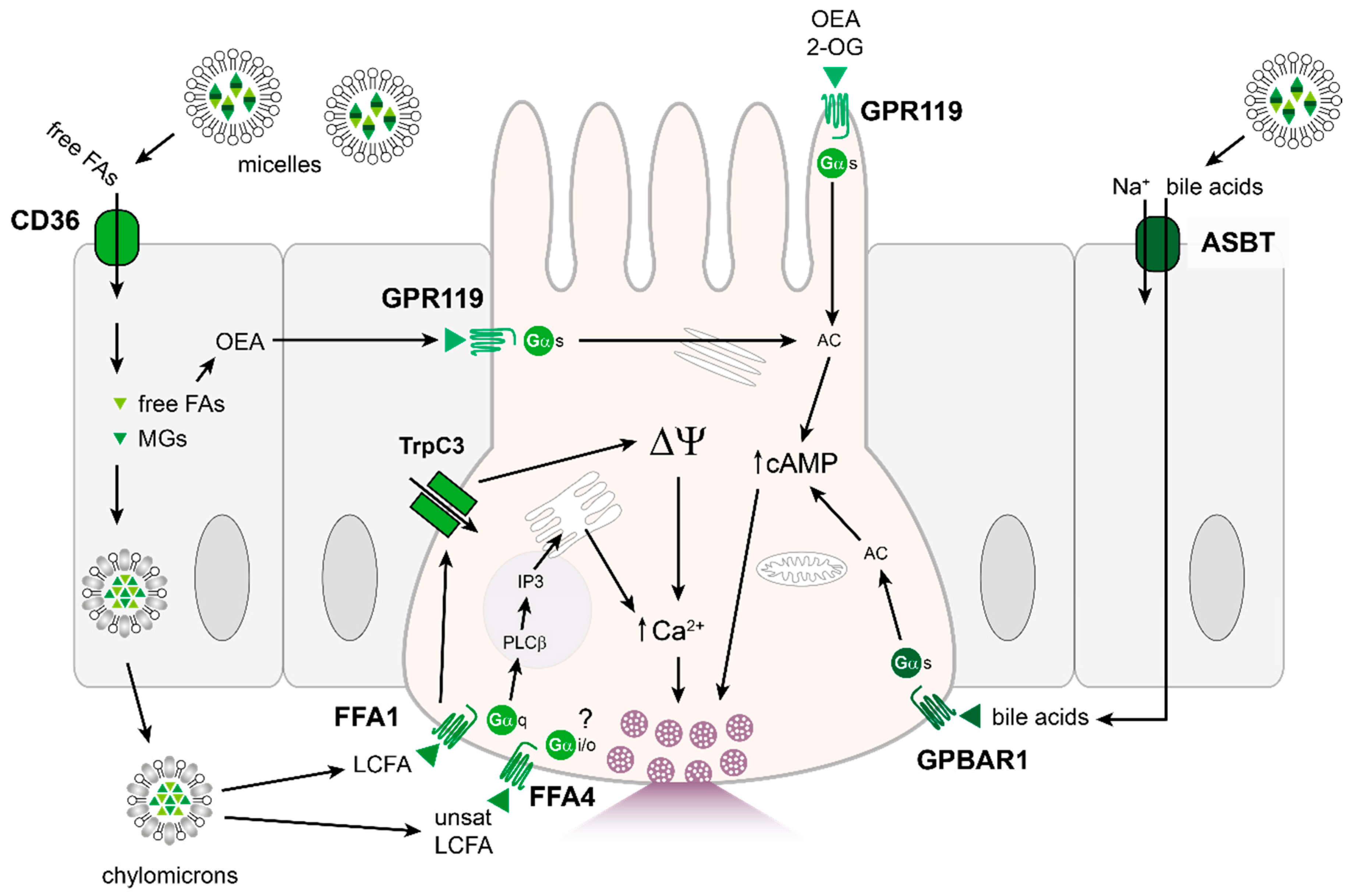 Nutrients 13 00883 g004