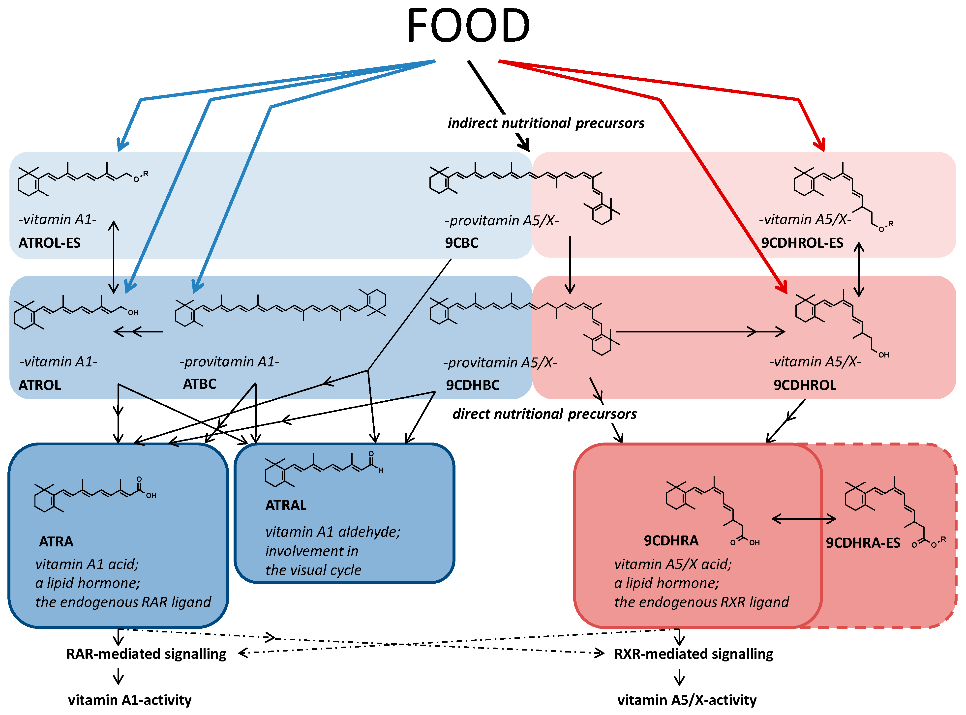 Nutrients 13 00925 g005 Nutrients 13 00925 g005