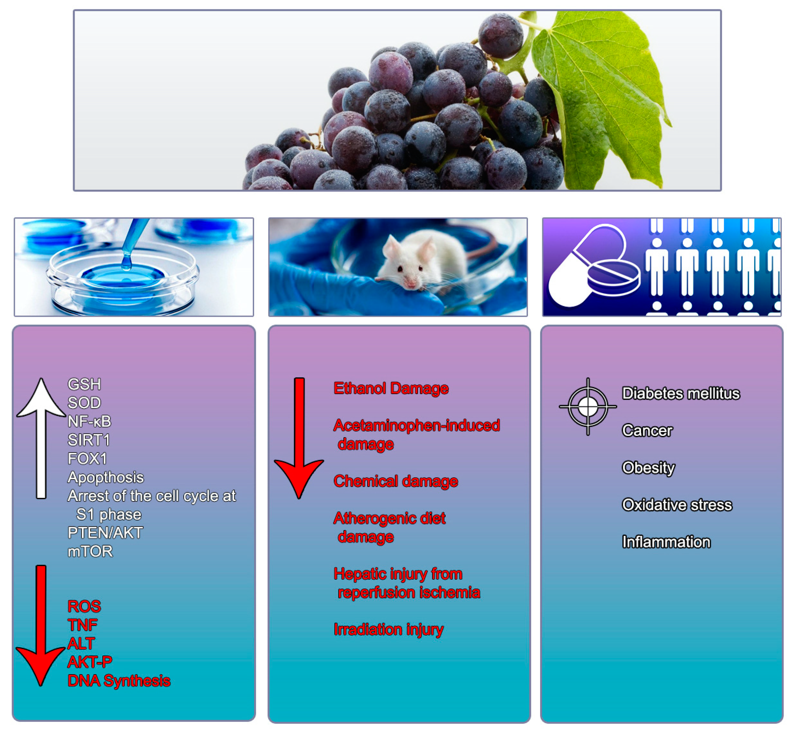 Nutrients | Free Full-Text | The Role of Resveratrol in Liver 