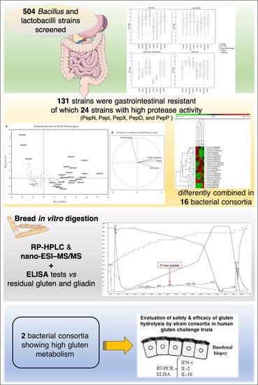 Nutrients Free Full Text Selection Of Gut Resistant Bacteria And Construction Of Microbial Consortia For Improving Gluten Digestion Under Simulated Gastrointestinal Conditions Html Nutrients Free Full Text Selection Of Gut Resistant Bacteria And Construction Of Microbial Consortia For Improving Gluten Digestion Under Simulated Gastrointestinal Conditions Html
