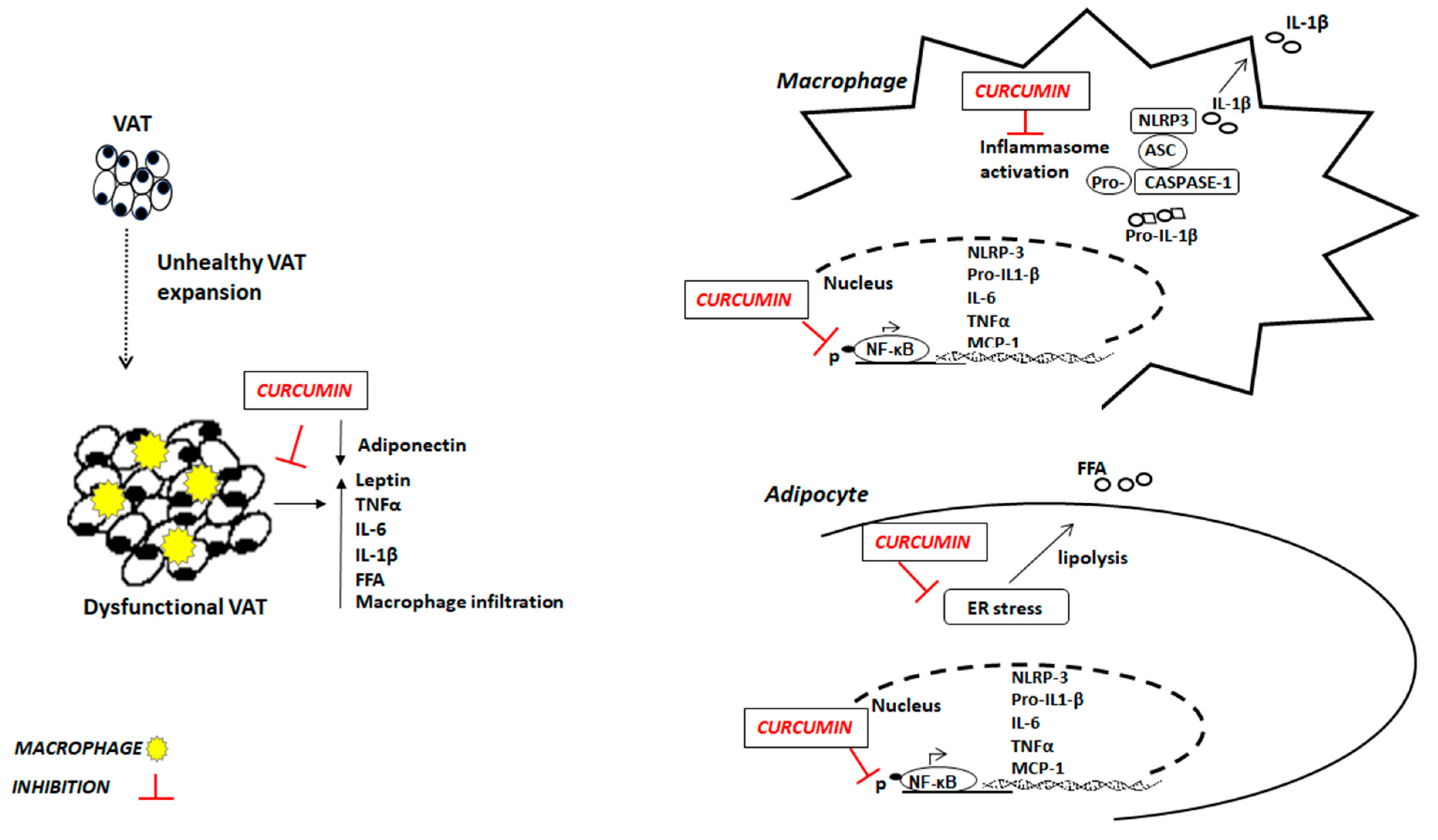 Nutrients 13 01021 g001