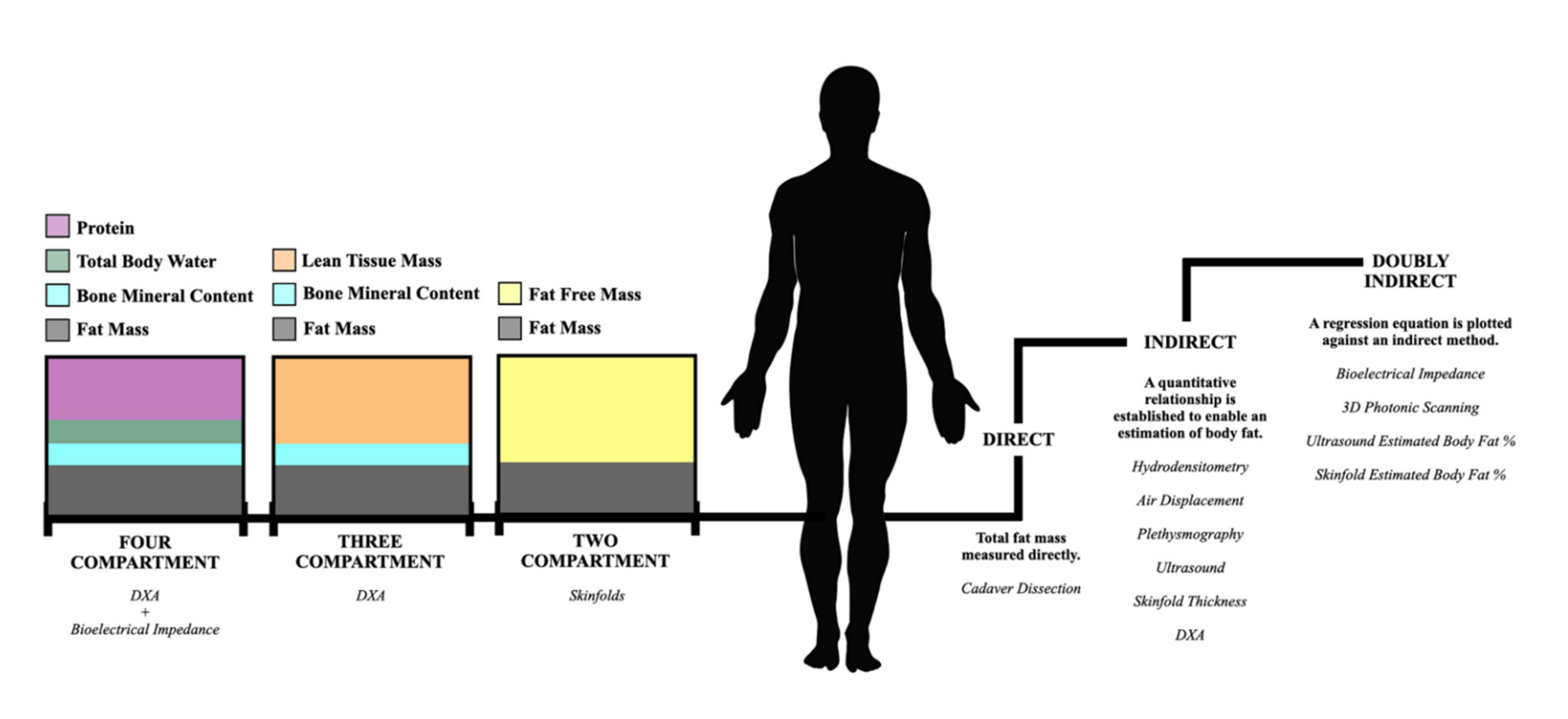 Understanding Body Composition Measurements