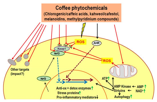 Nutrients | Free Full-Text Coffee and Risk of Type 2 Diabetes: Arguments for a | HTML