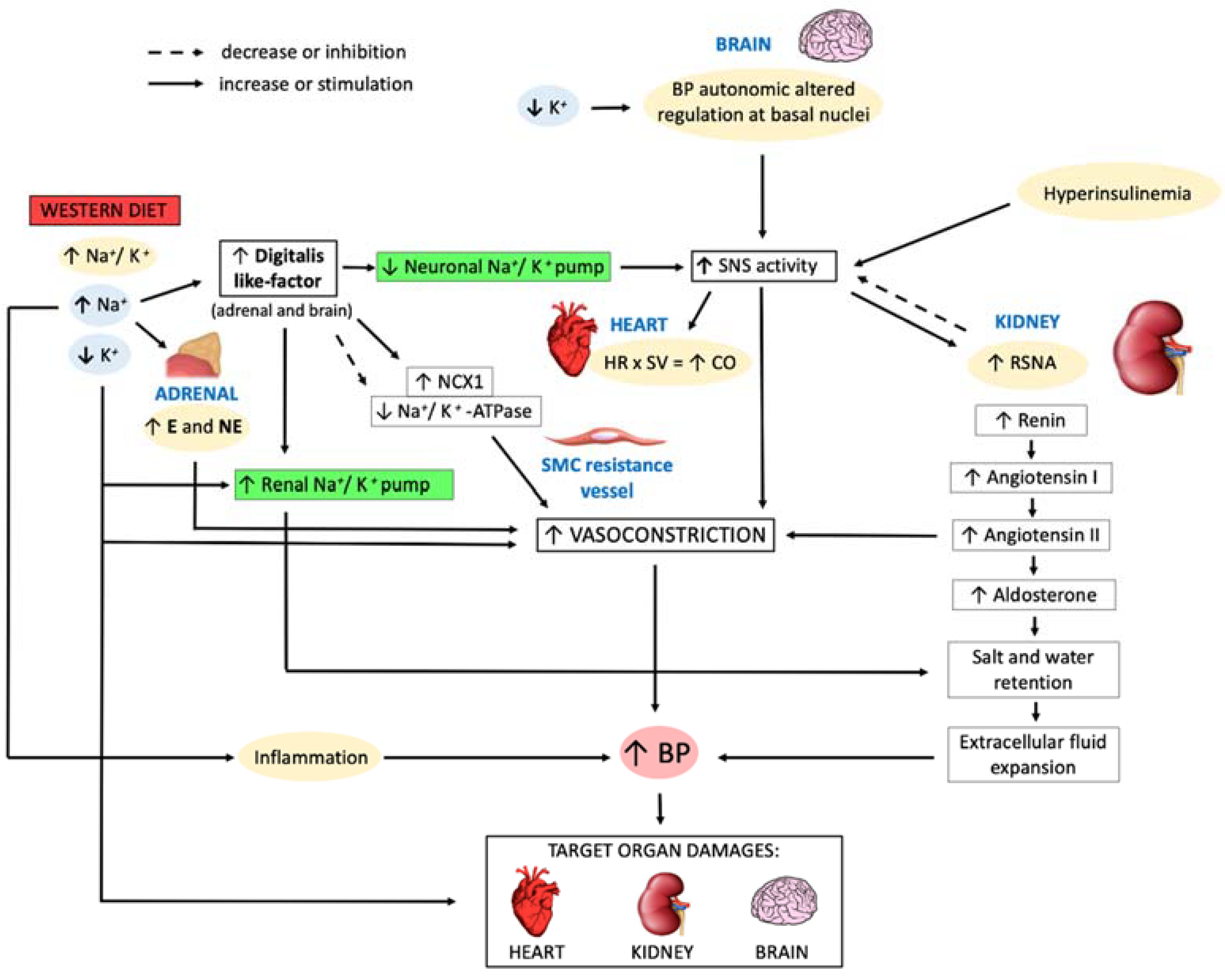 Nutrients Free Full Text Gut Dysbiosis And Western Diet In The