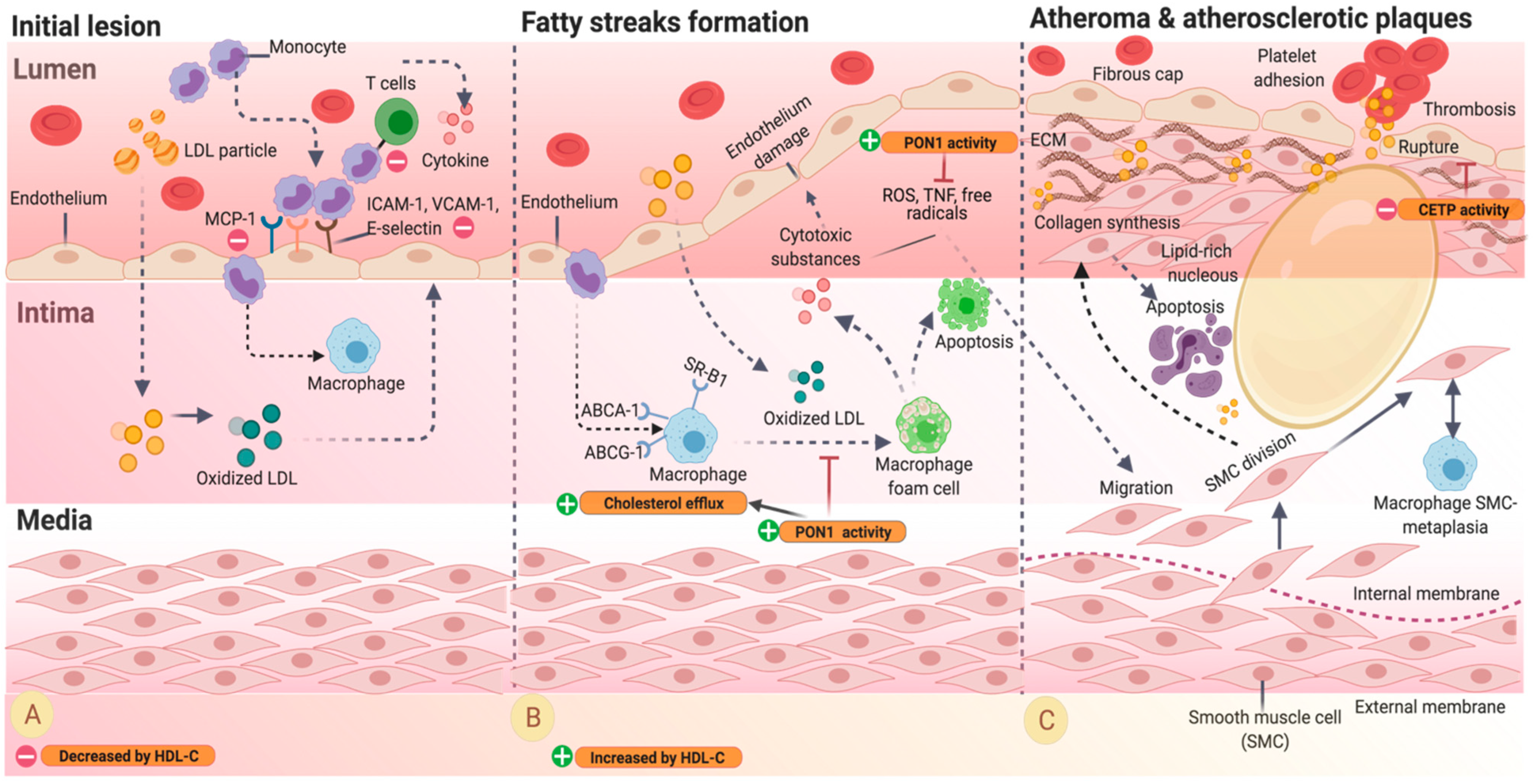 Nutrients 13 01165 g001