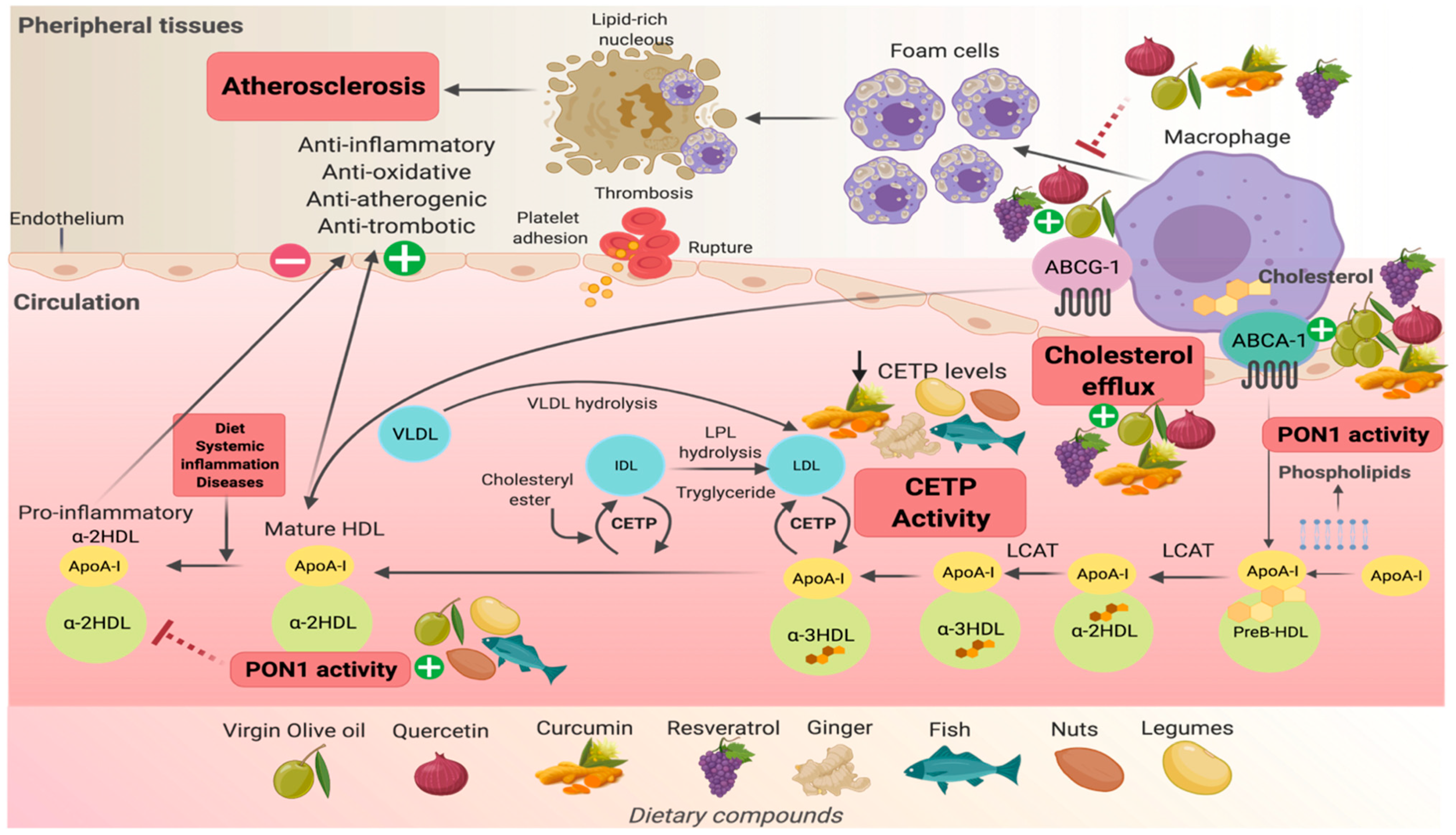 Nutrients 13 01165 g002