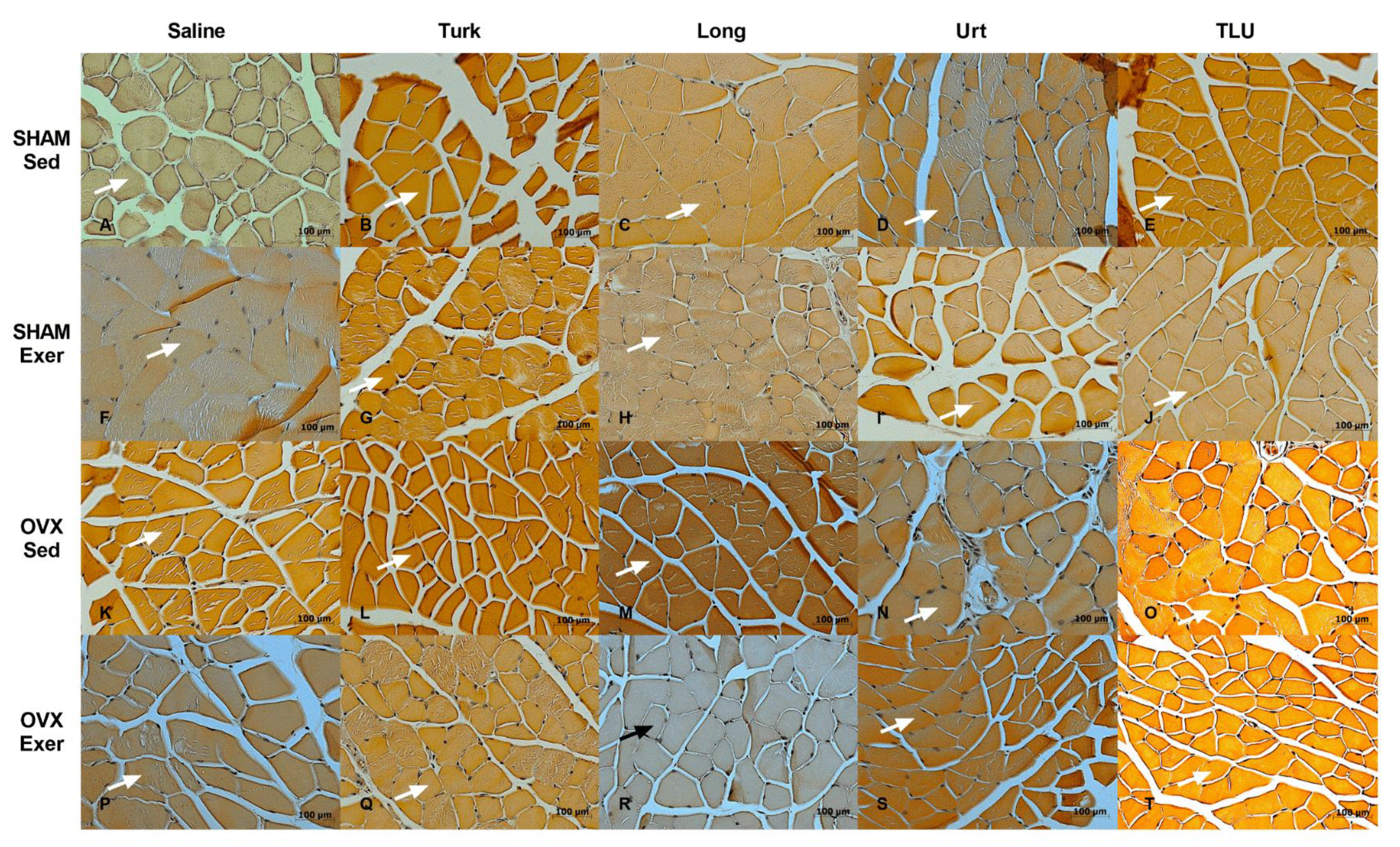 Nutrients 13 01177 g009 Nutrients 13 01177 g009