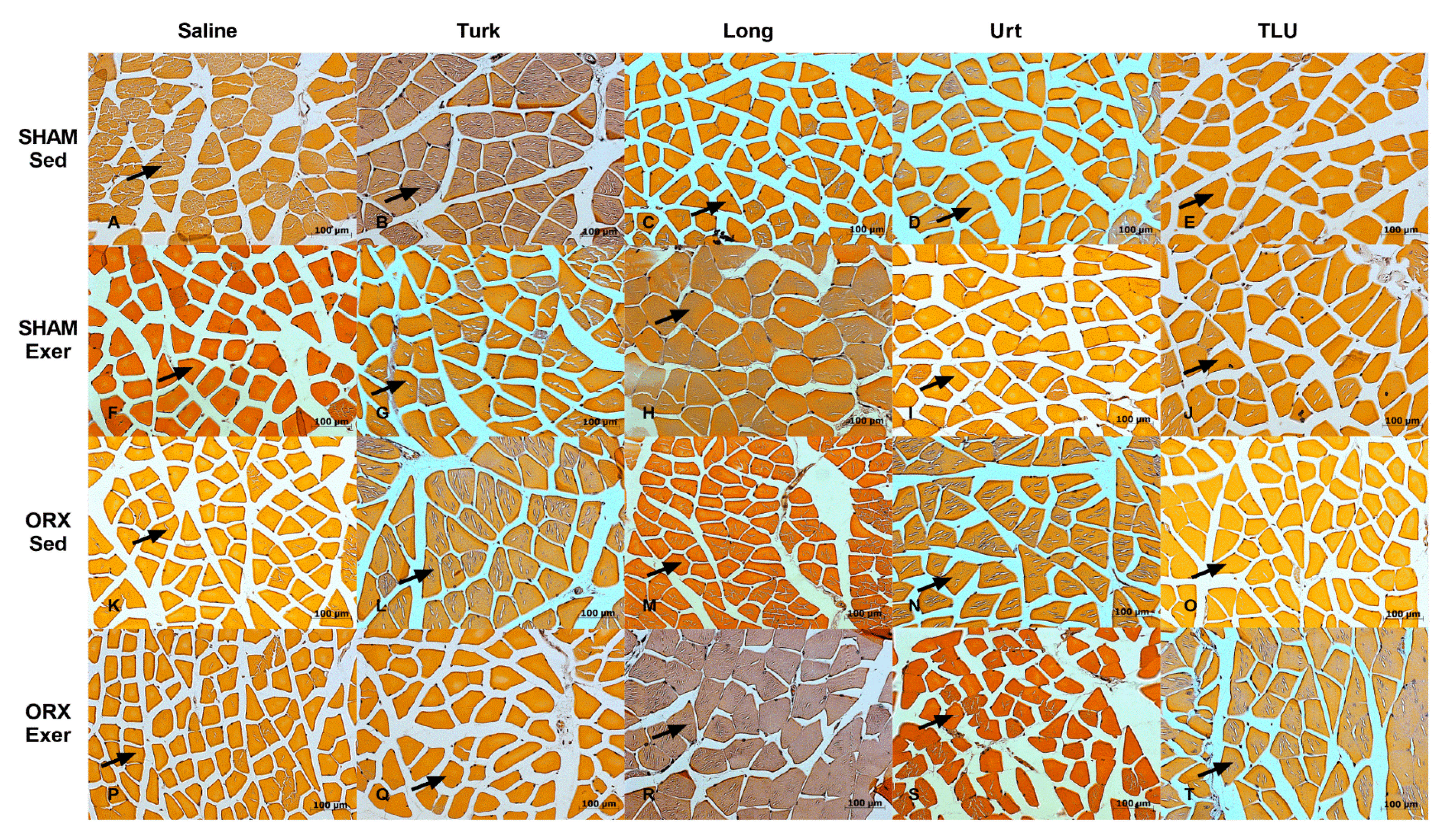 Nutrients 13 01177 g010 Nutrients 13 01177 g010