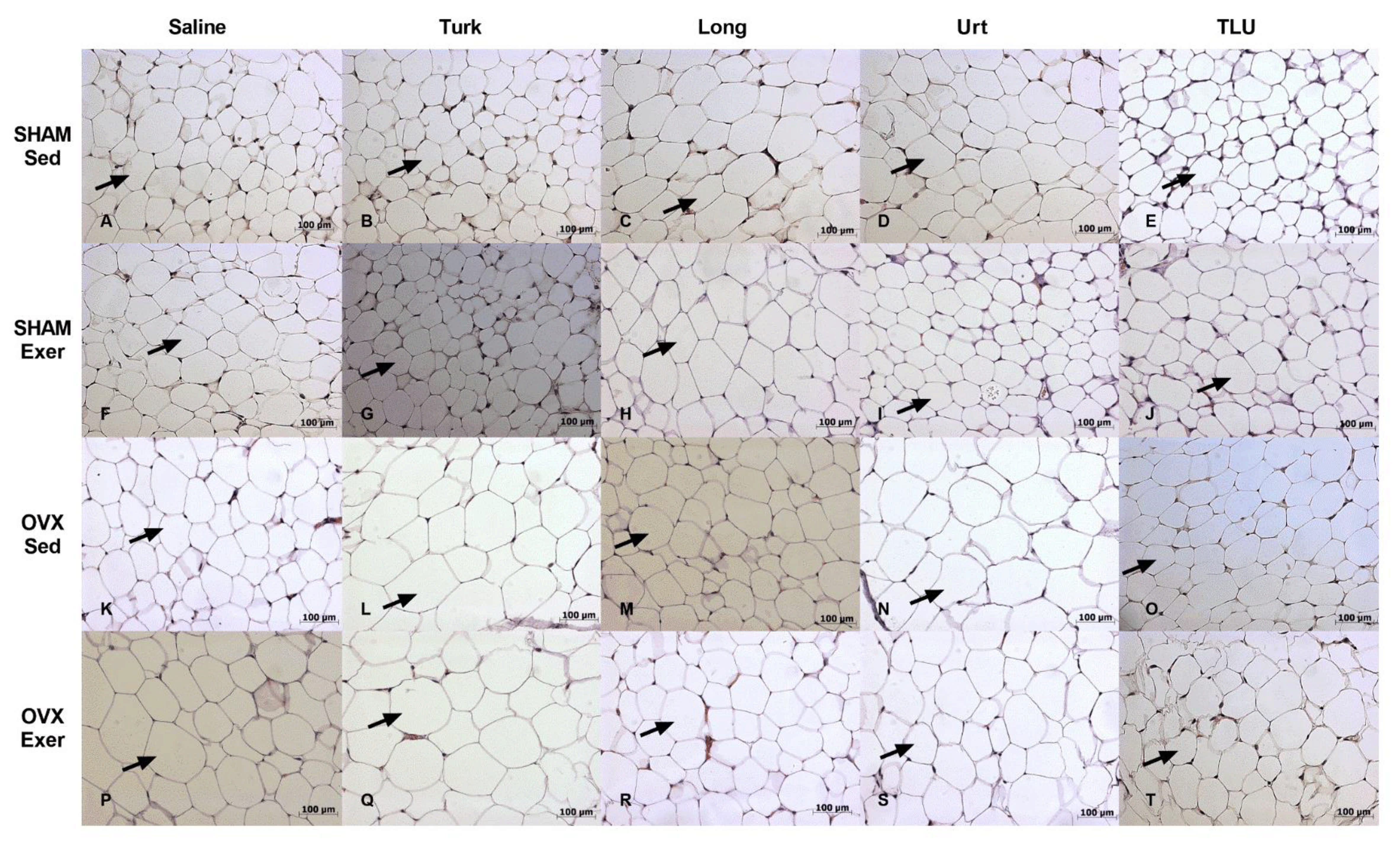 Nutrients 13 01177 g012 Nutrients 13 01177 g012