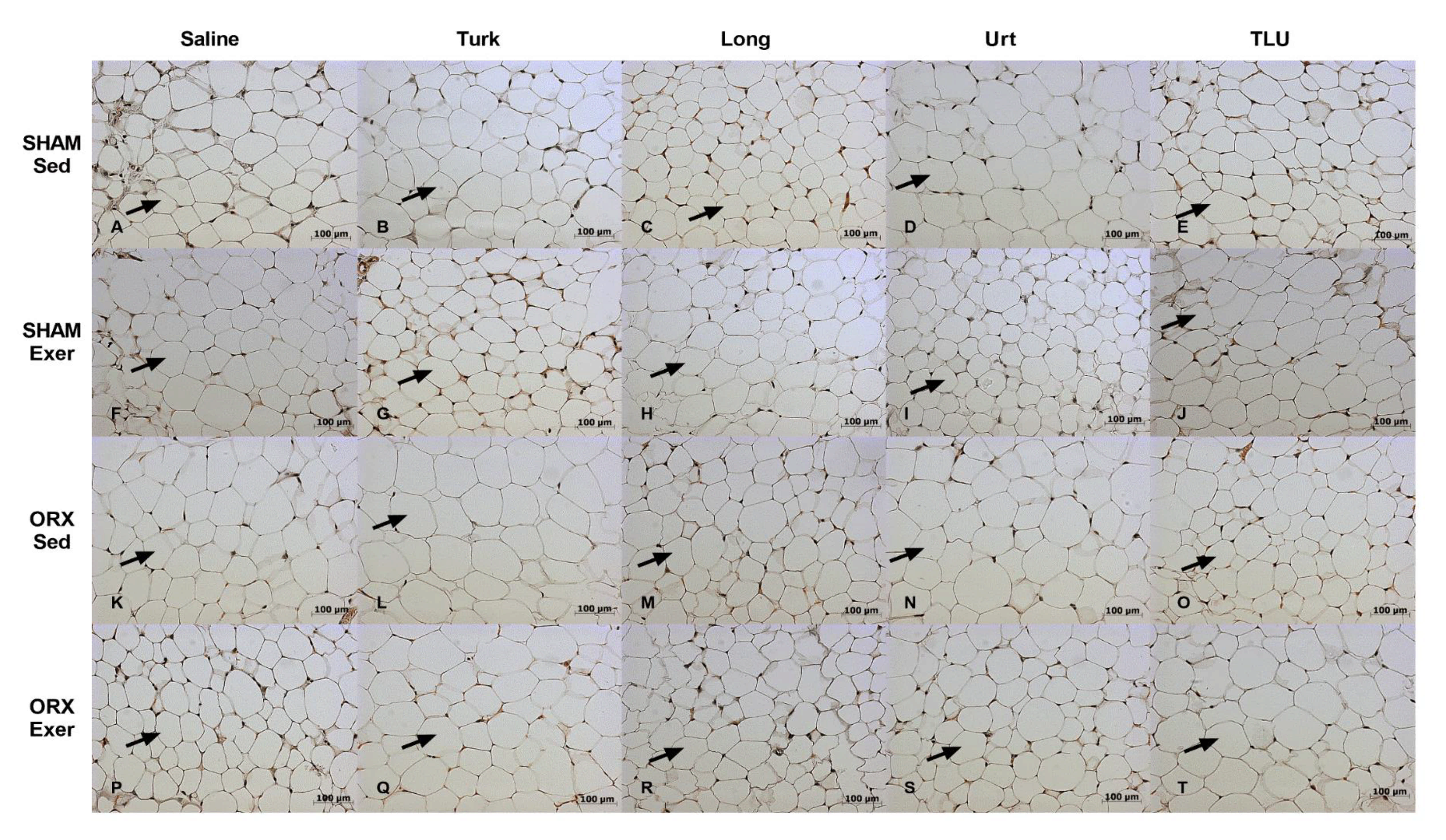 Nutrients 13 01177 g013 Nutrients 13 01177 g013
