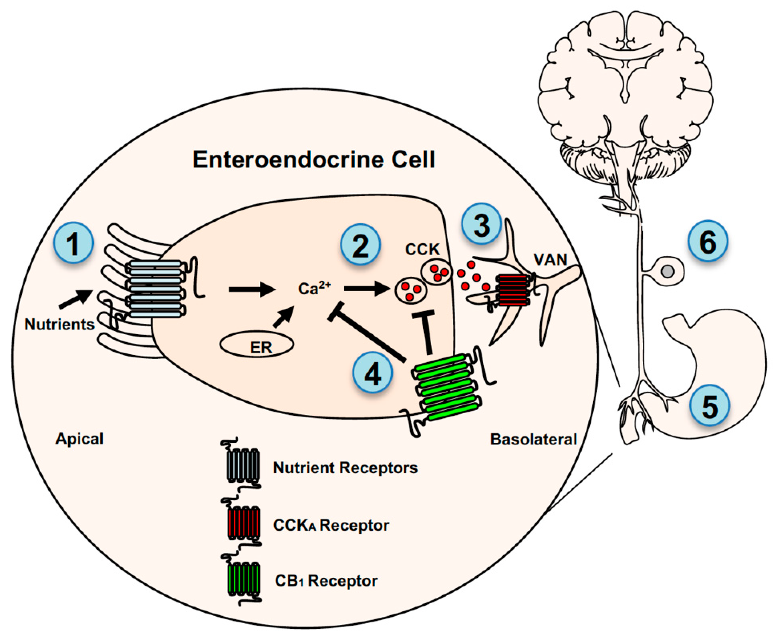 Nutrients 13 01214 g002