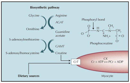 Creatine and cardiovascular health