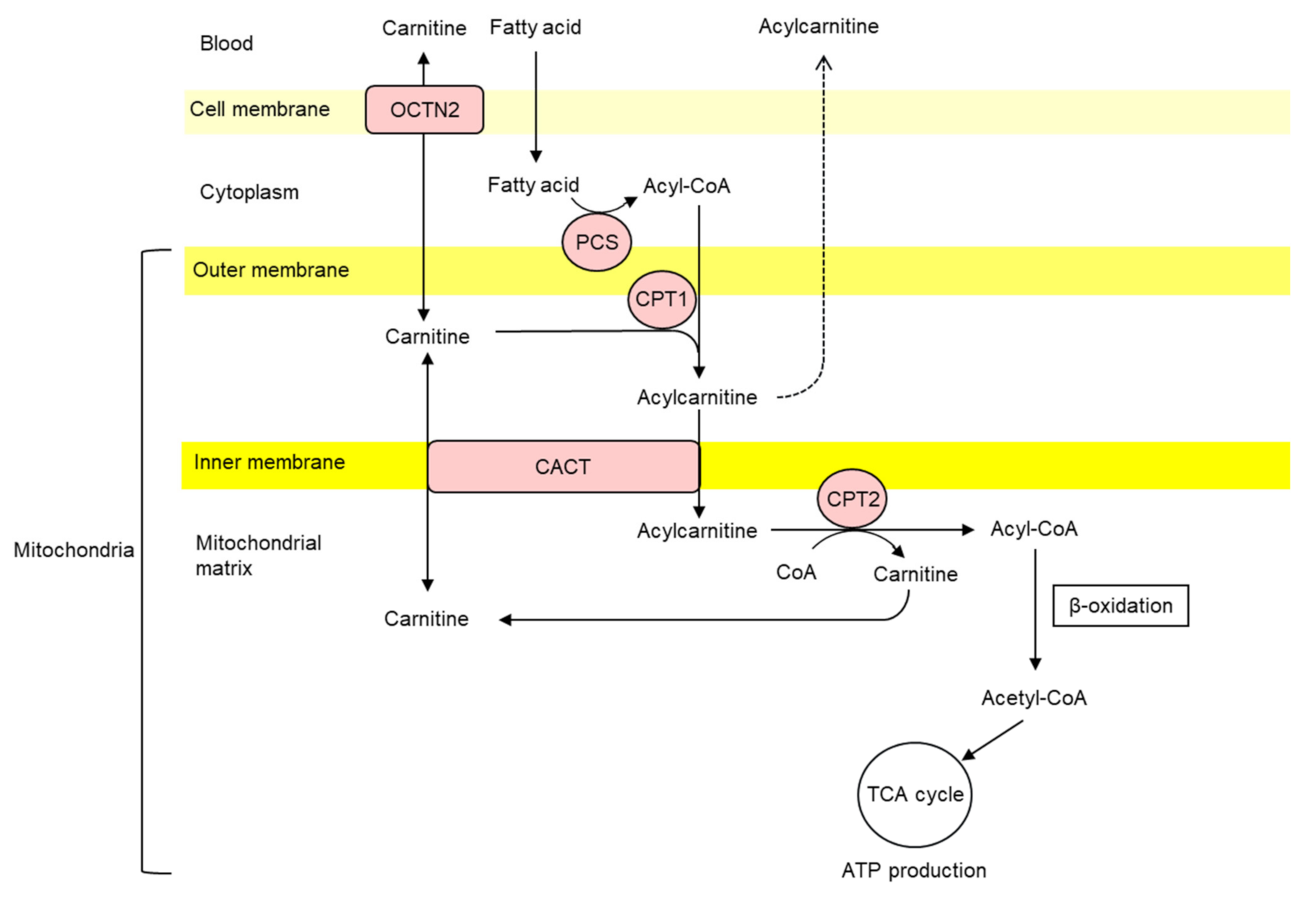 Nutrients 13 01219 g001 Nutrients 13 01219 g001