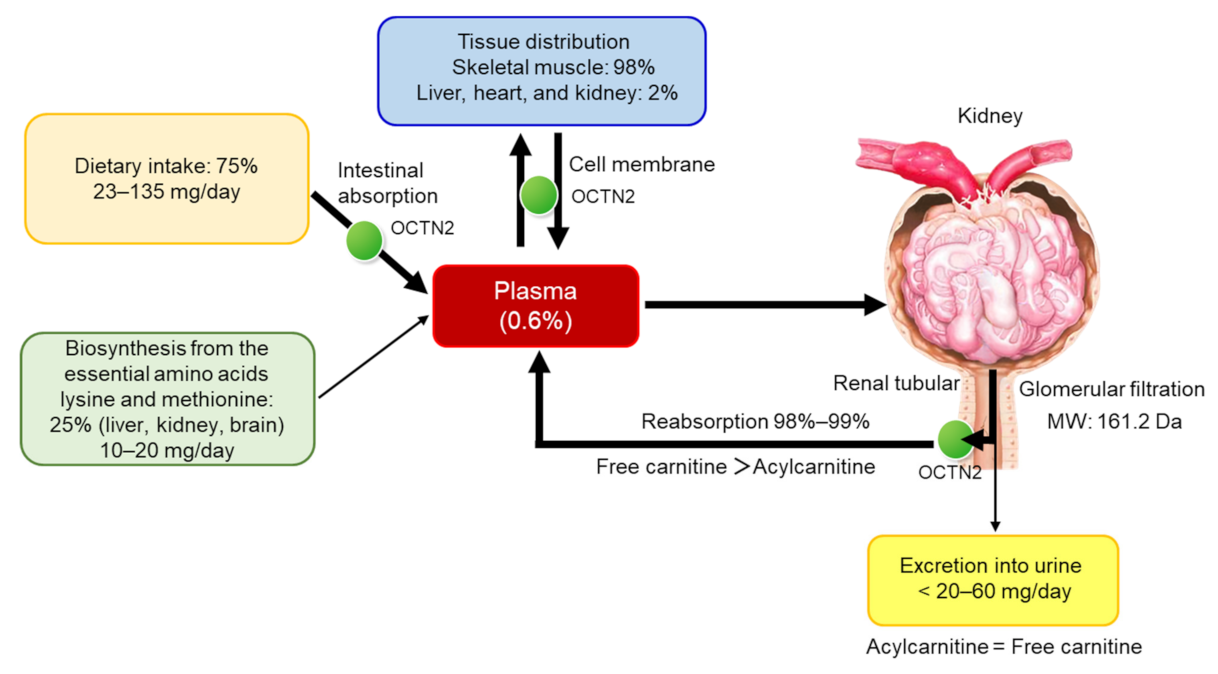 Nutrients 13 01219 g002 Nutrients 13 01219 g002