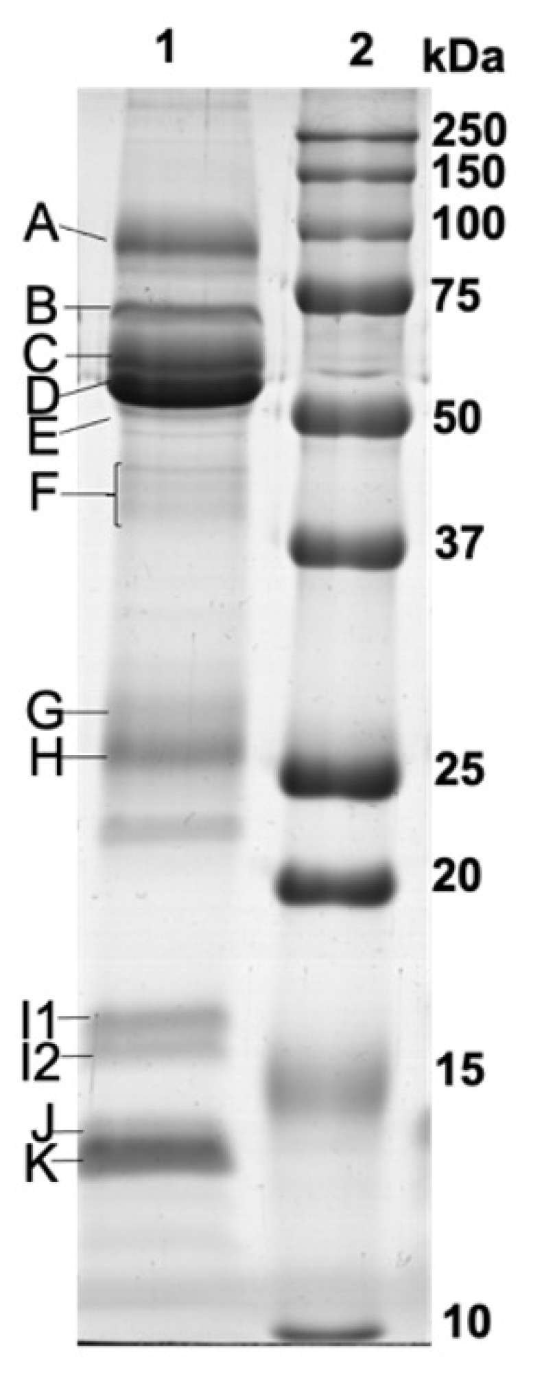 Nutrients 13 01246 g002