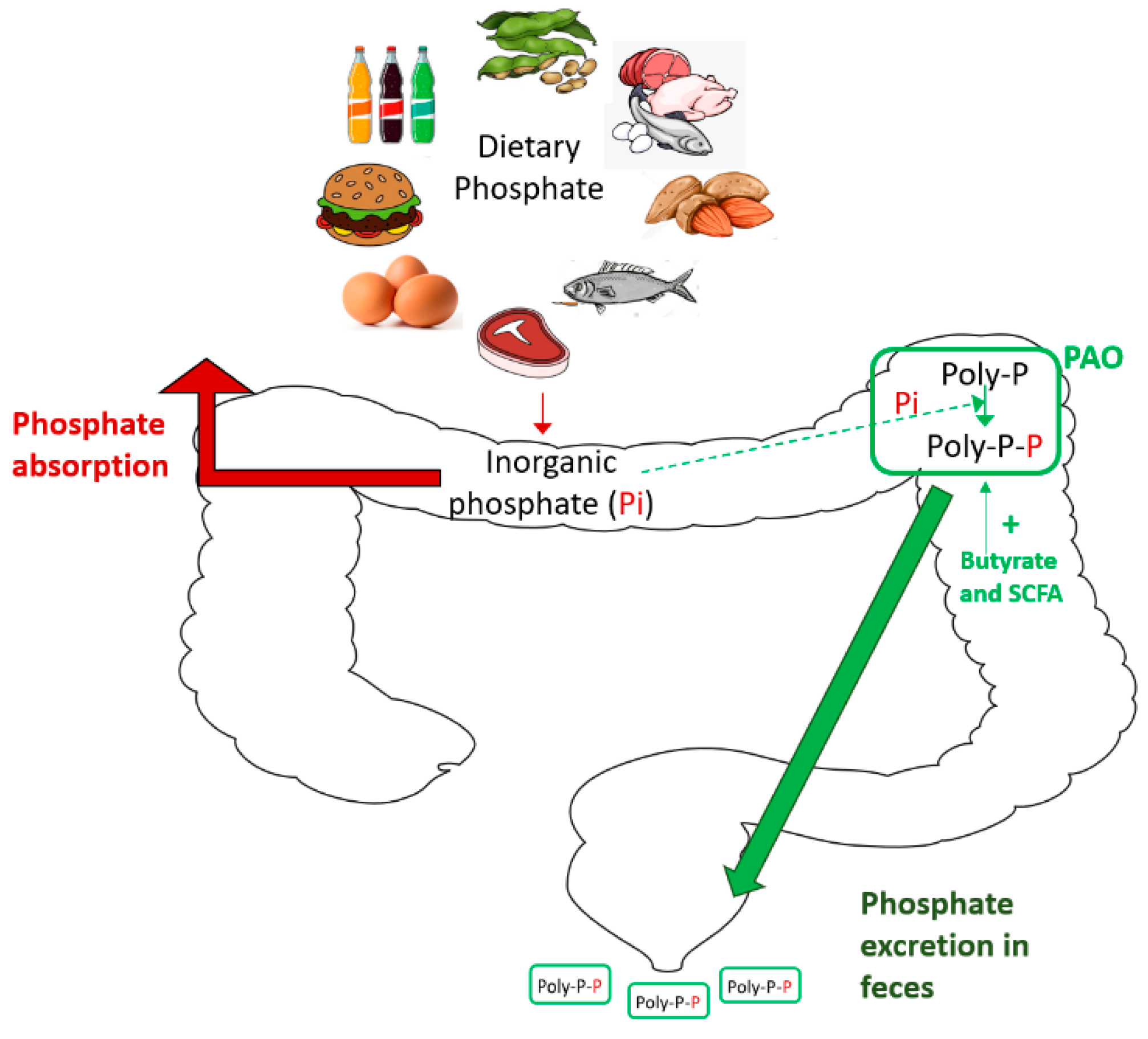 Nutrients Free FullText Phosphate, Microbiota and CKD
