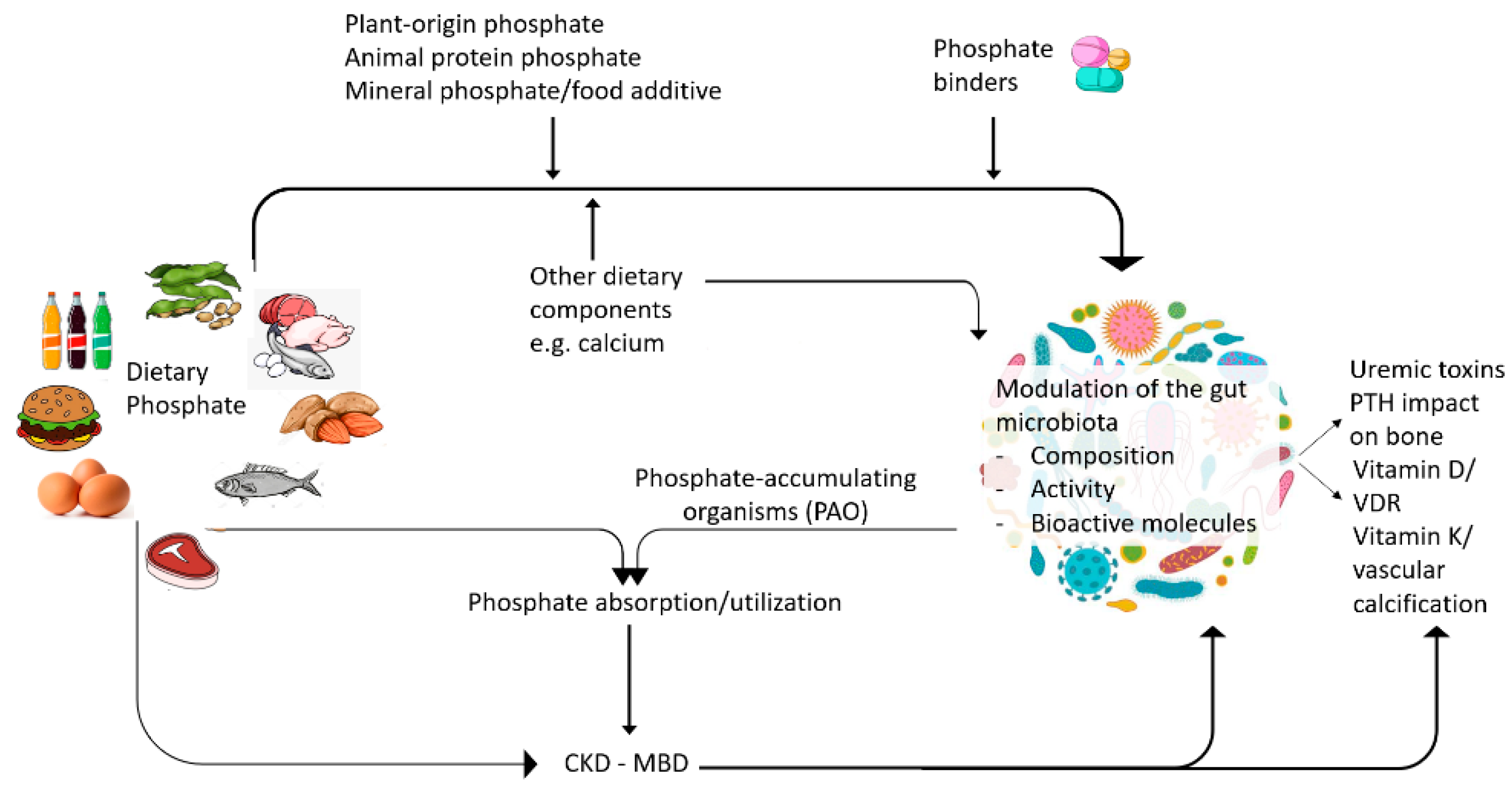 Nutrients Free FullText Phosphate, Microbiota and CKD