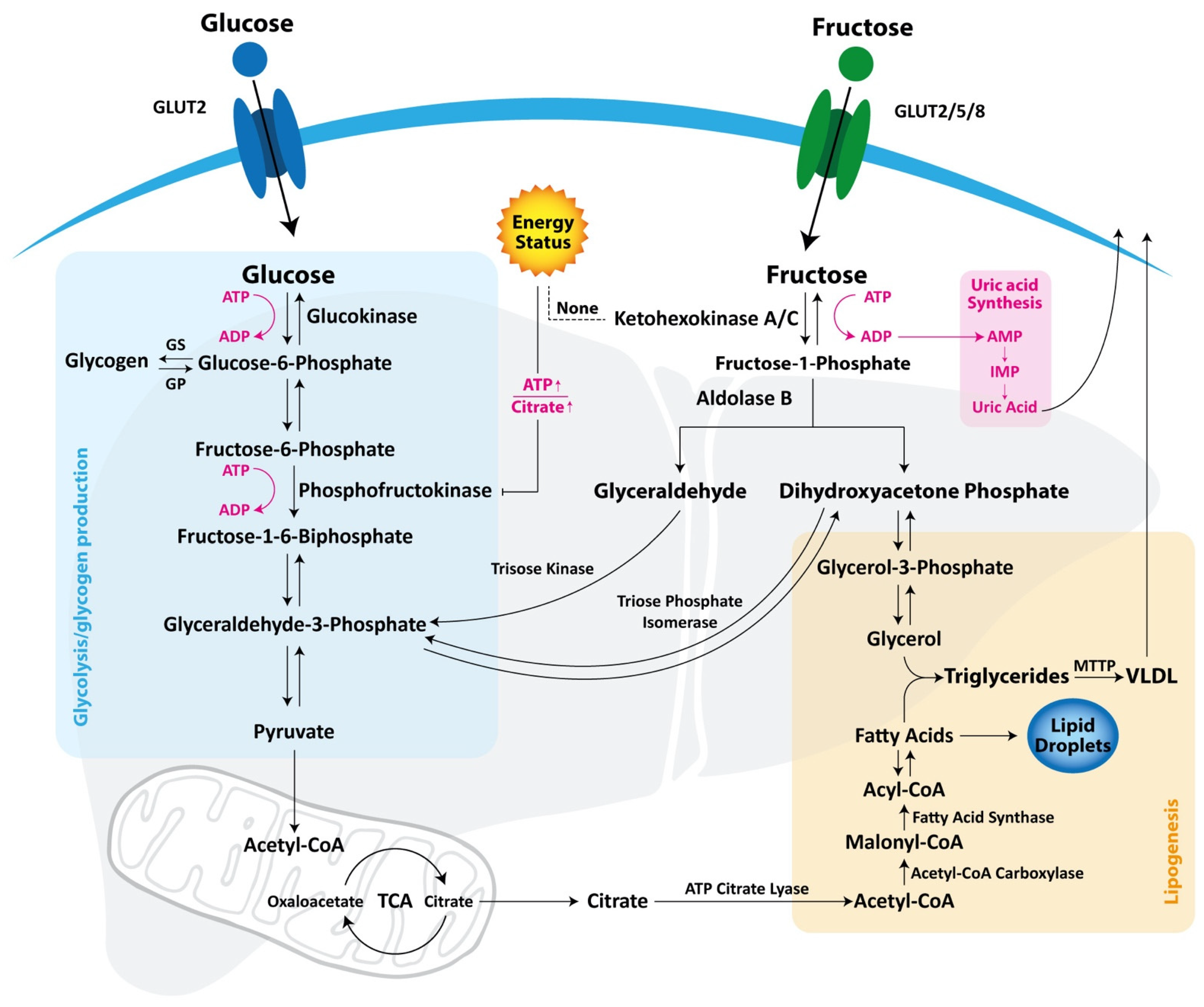 Nutrients 13 01314 g001