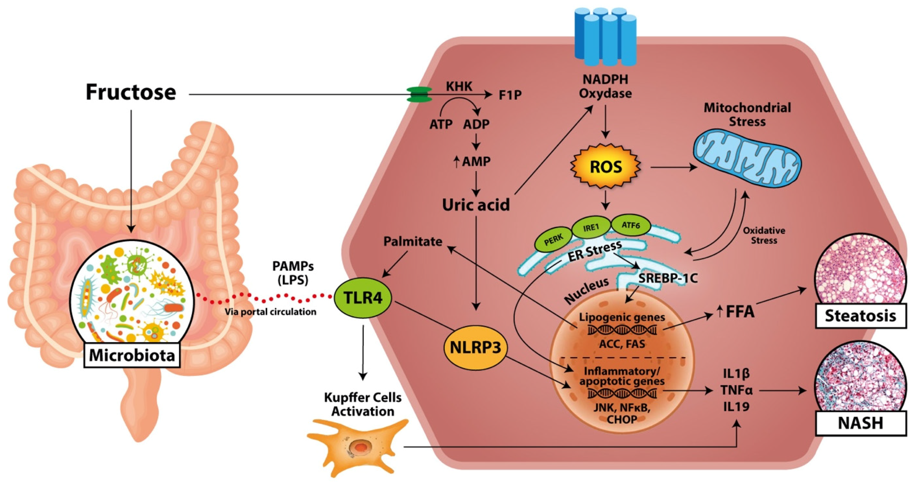 Nutrients 13 01314 g003