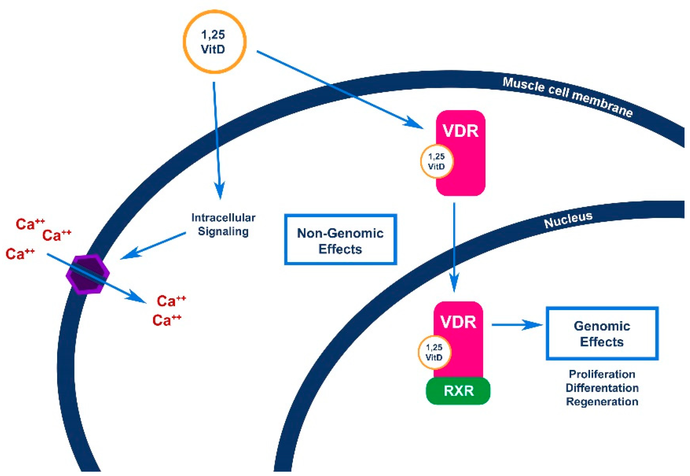 Nutrients 13 01378 g004 Nutrients 13 01378 g004