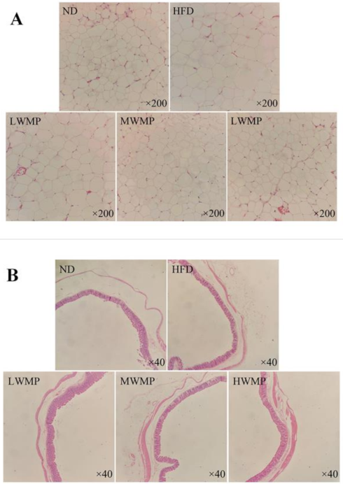 Nutrients 13 01410 g006 Nutrients 13 01410 g006