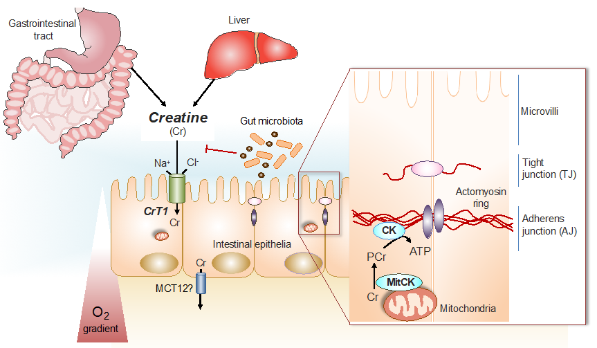 Nutrients 13 01429 g001 Nutrients 13 01429 g001