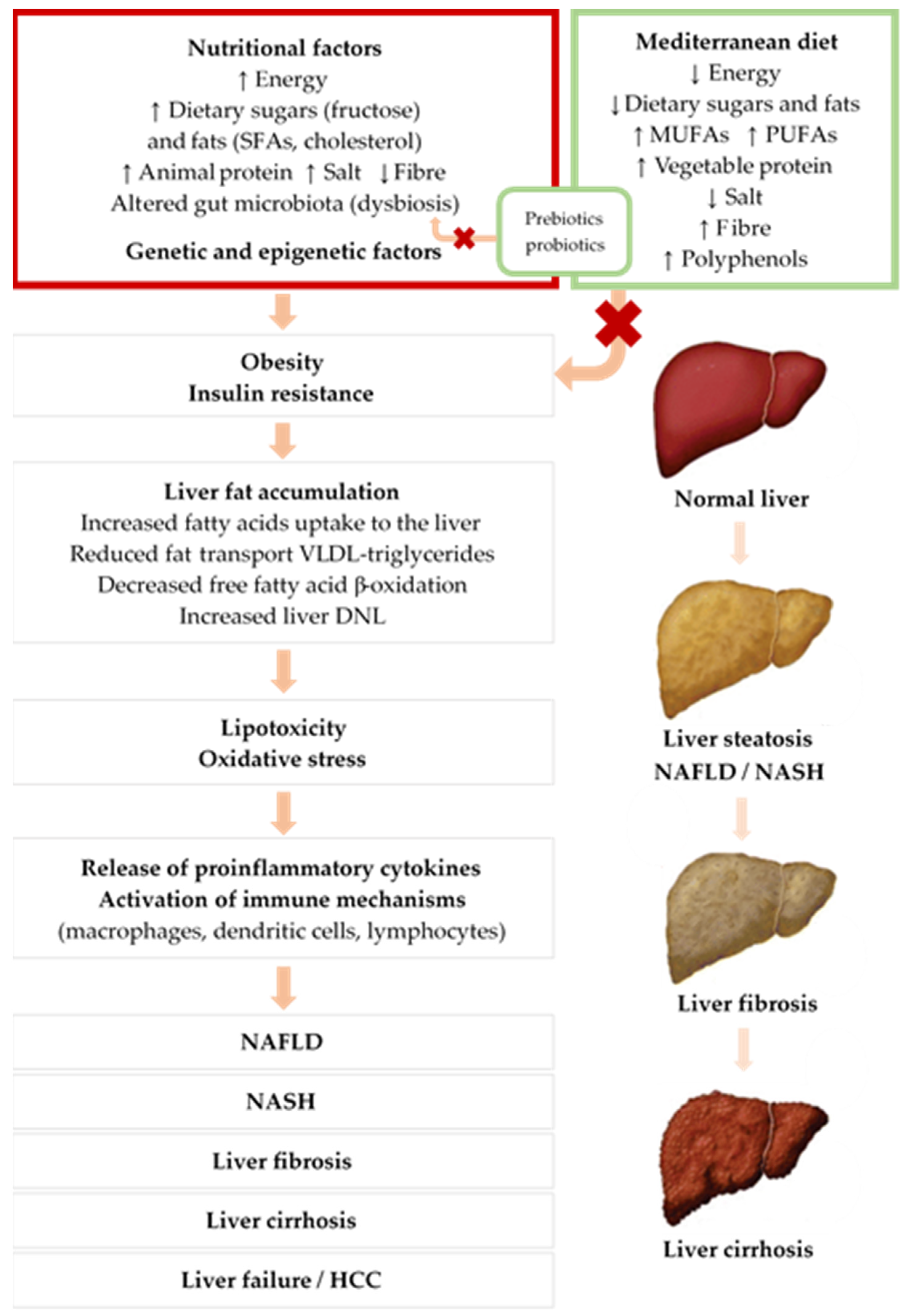 Fatty Liver Disease